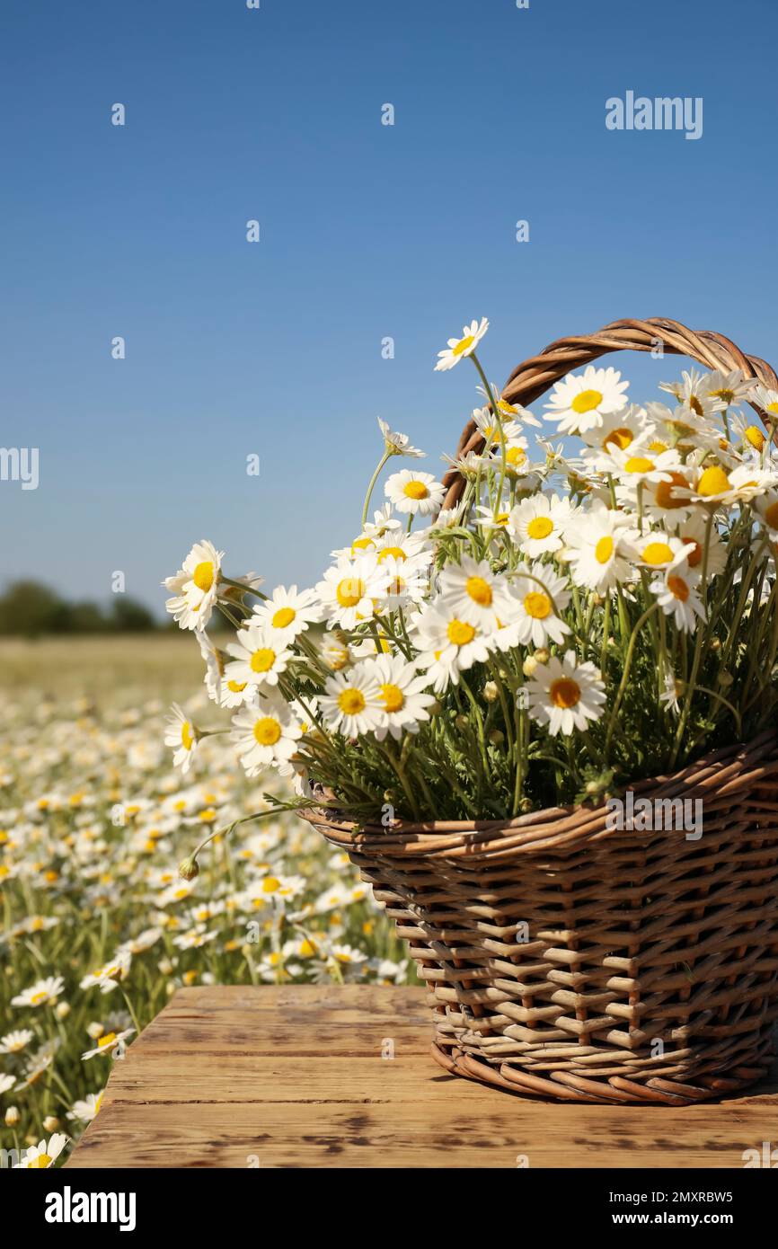 Korb mit wunderschönen Kamillen auf Holztisch im Feld Stockfoto