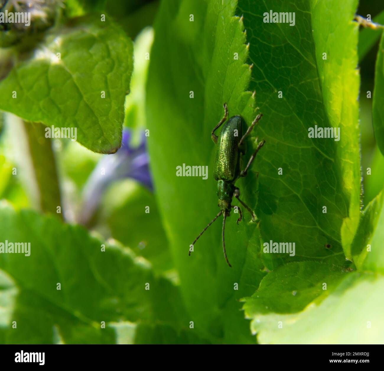 Großer goldgrüner Käfer Spanische Fliege, cantharis lytta vesicatoria. Die Quelle des terpenoiden Cantharidins, eines toxischen Blasenbildners, der einst als AP verwendet wurde Stockfoto