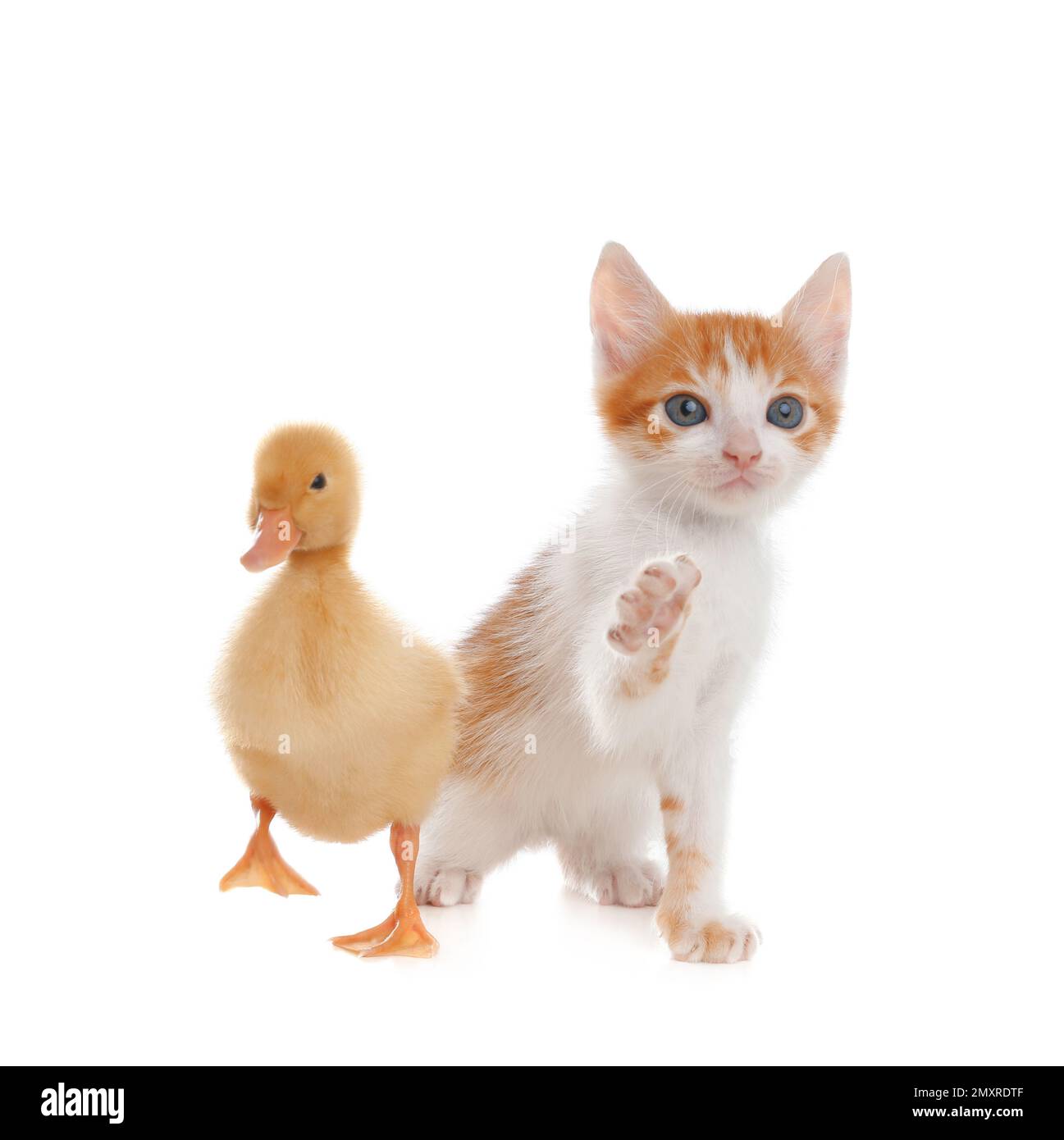 Flauschiges Baby-Entlein und süßes Kätzchen zusammen auf weißem Hintergrund Stockfoto