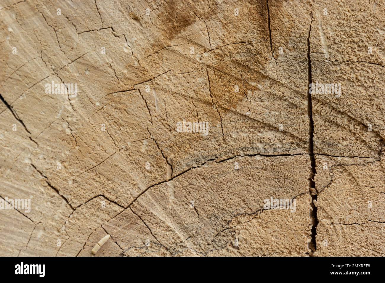 Woodiness Growth Ring, Nahaufnahme des Fotos. Holzbohlen Hintergrund. Rindenholz. Stockfoto