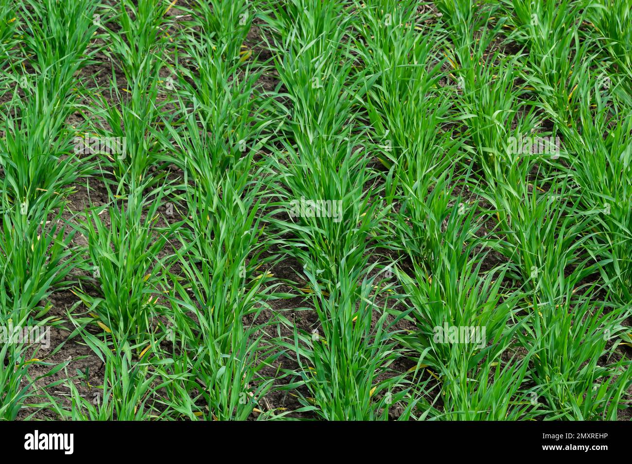 Junge Weizen Sämlinge wachsen in einem Boden. Landwirtschaft und Agronomie Thema. Organische Nahrung produzieren auf dem Feld. Natürliche Hintergrund. Stockfoto