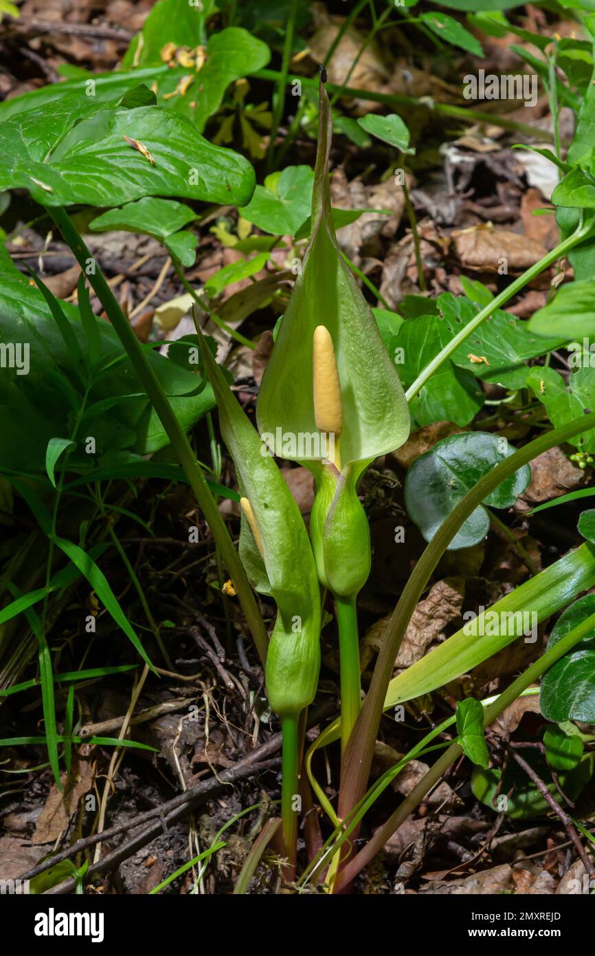 Blume des Herrn und der Damen oder Schlangenkopfpflanze, Arum maculatum. Stockfoto