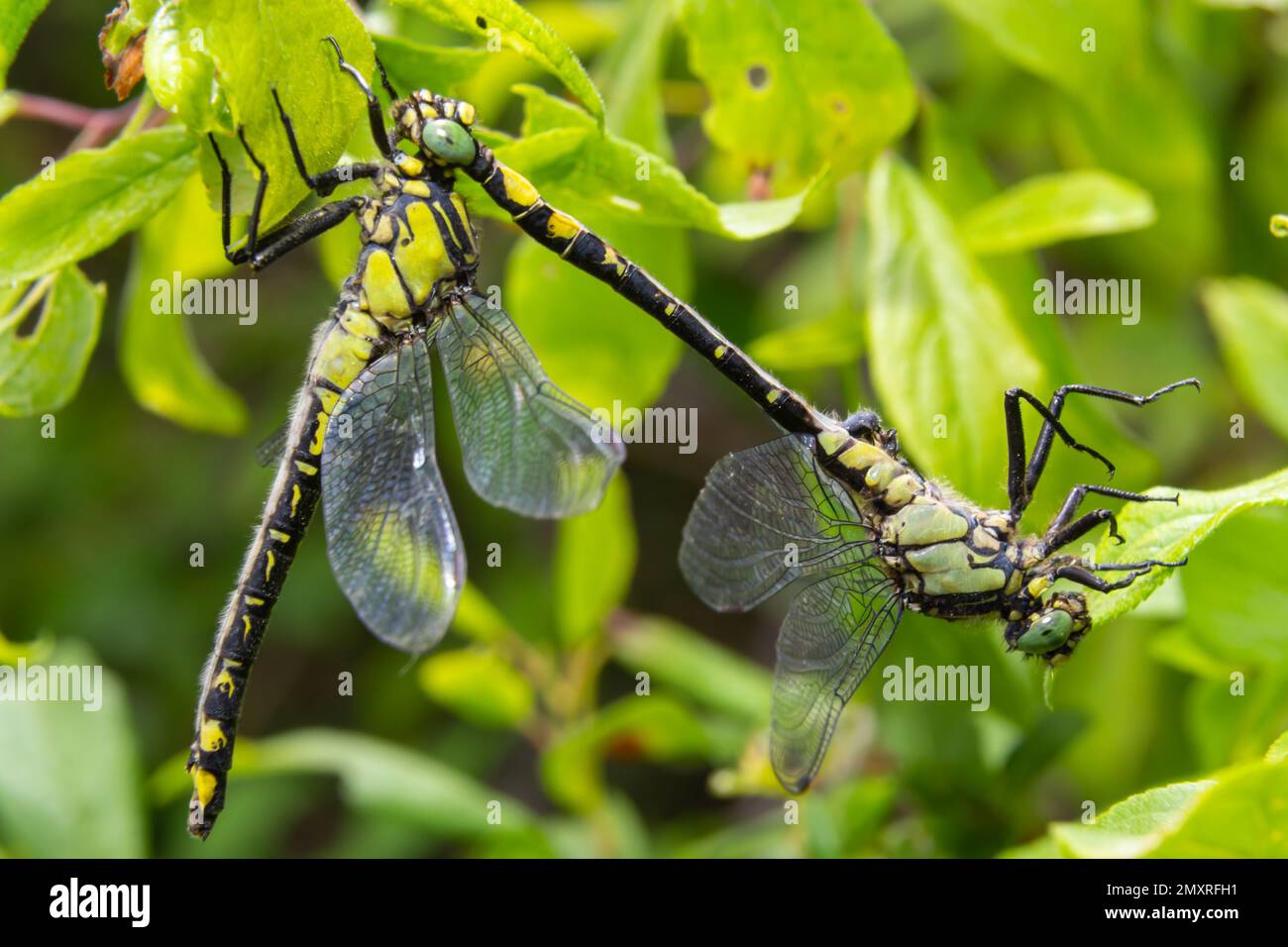 Zwei Libellen Gomphus vulgatissimus paaren sich, Sommer, sonniger Tag, natürliche Umgebung. Stockfoto