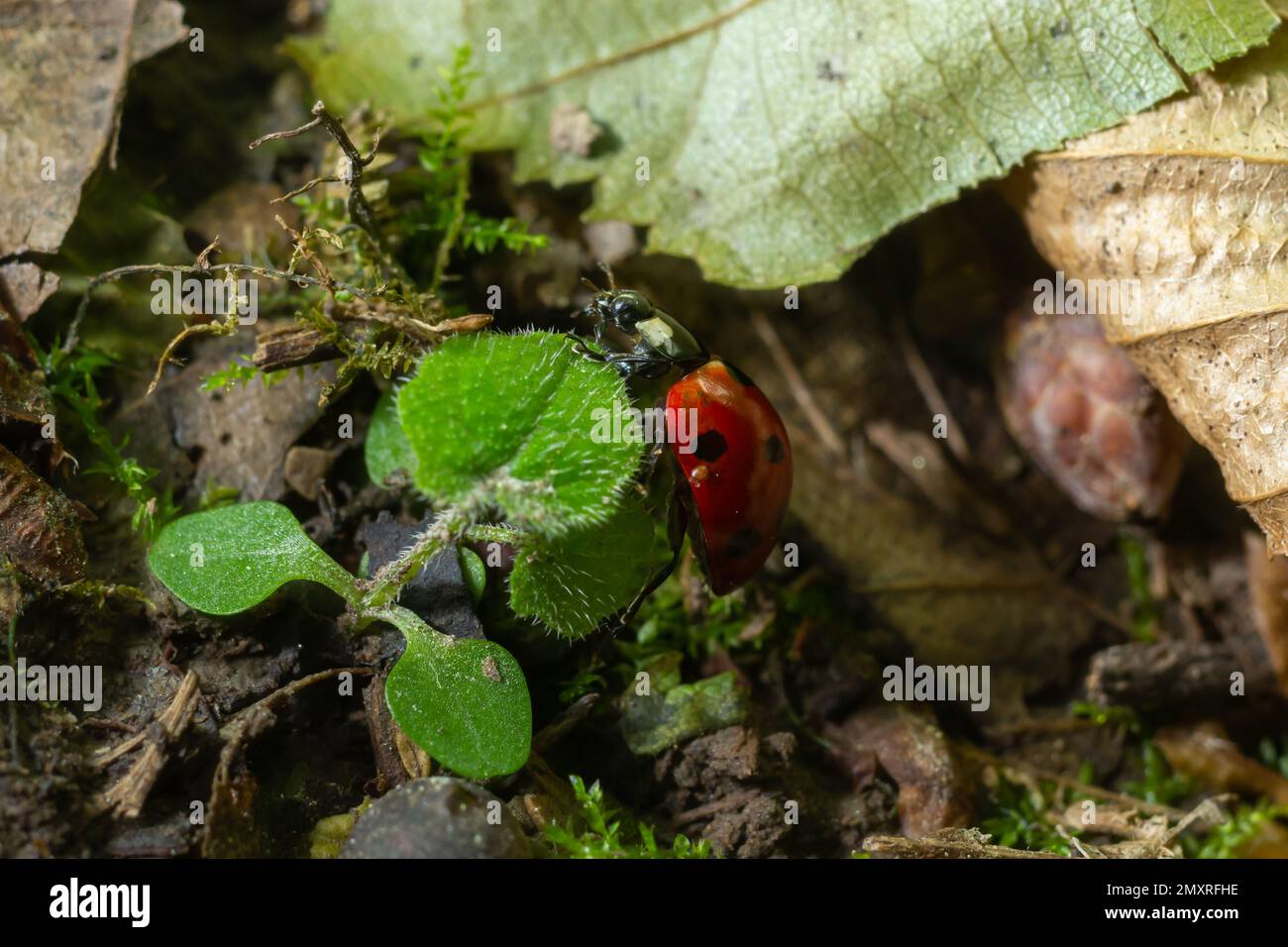 Marienkäfer mit sieben Flecken, Coccinella septempunctata, Coleoptera Coccinellidae auf einem grünen Blatt im Wald aus nächster Nähe. Stockfoto