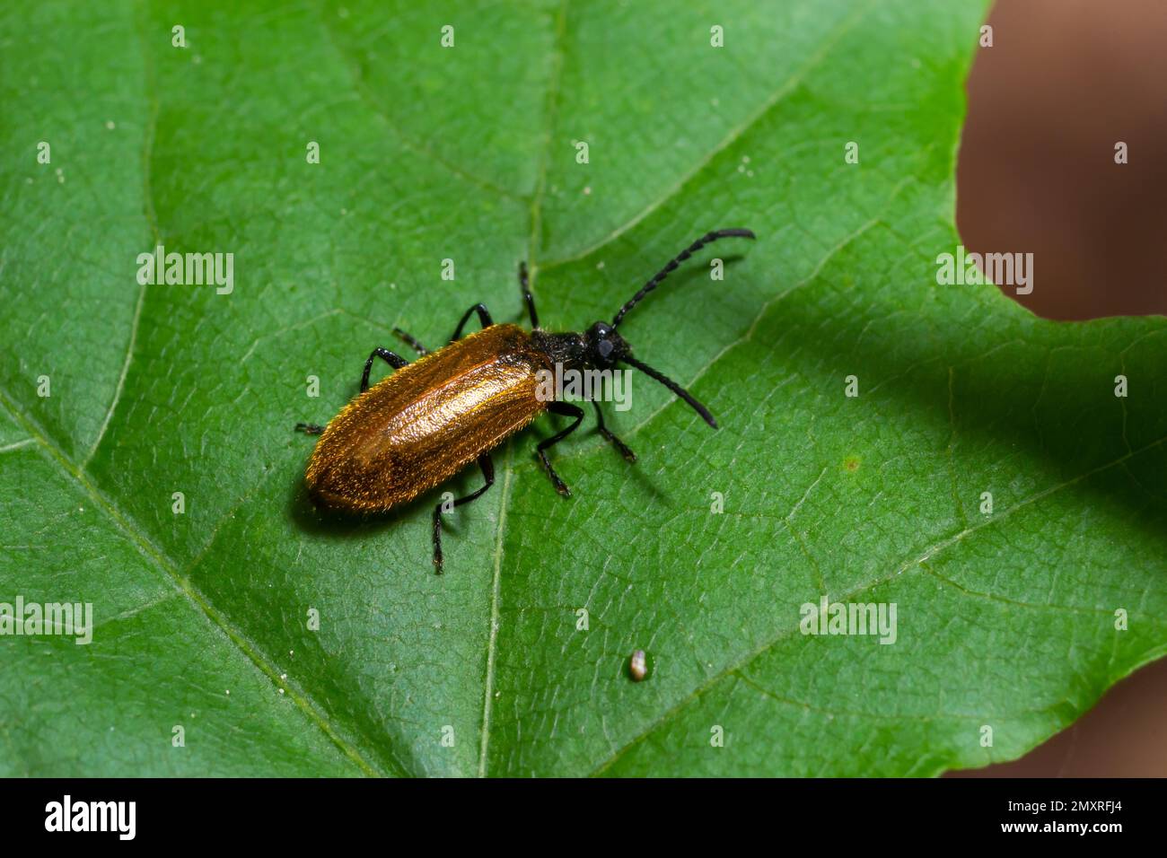 Lagria hirta Beetle. Ein haariger Käfer in der Familie Tenebrionidae, der sich angeblich von Asteraceae- und Apiaceae-Pflanzen ernähren soll. Stockfoto