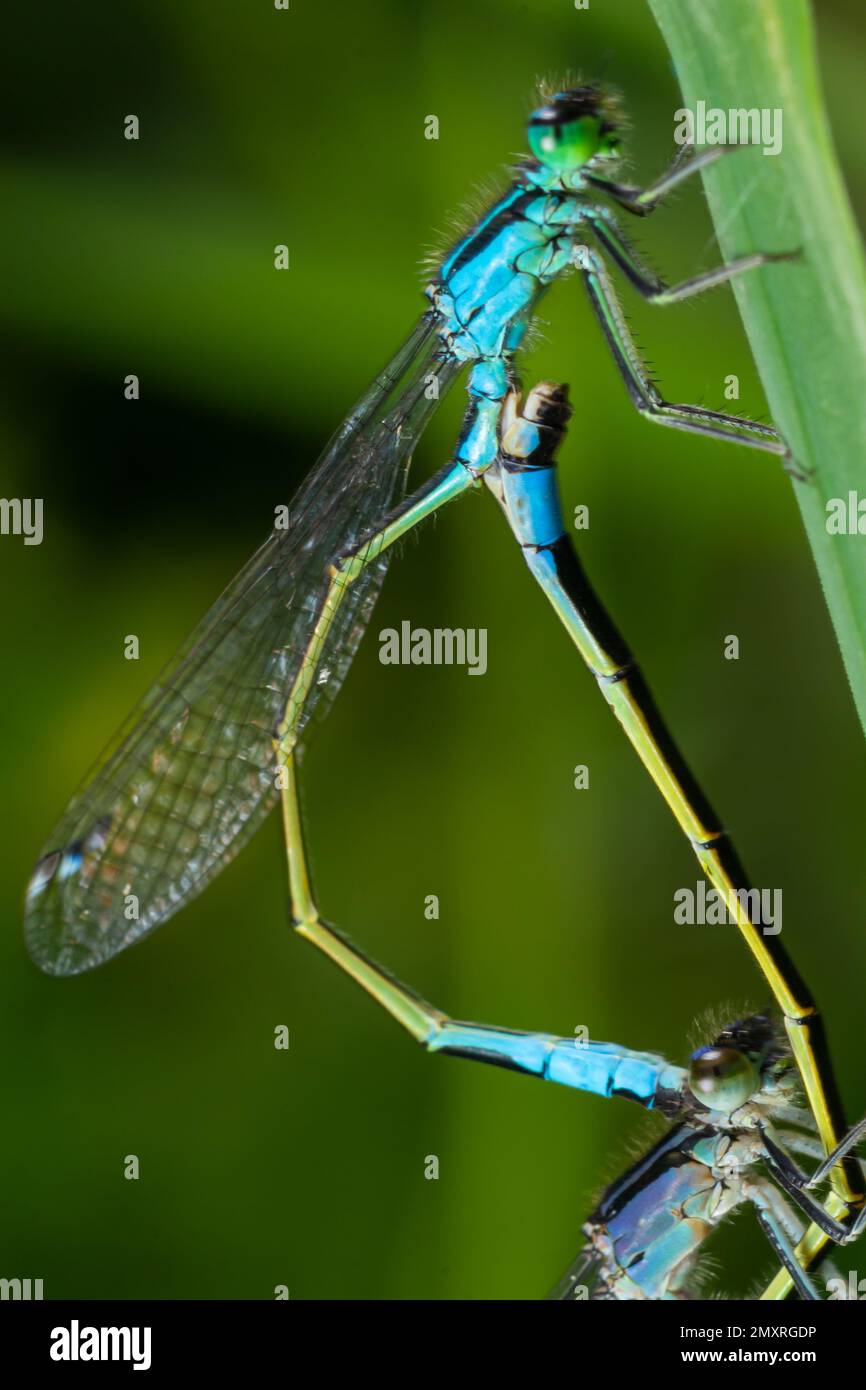 Zwei Libellen Zygoptera Mate, Odonata ist ein Orden fleischfressender Insekten, die die Libellen, Anisoptera, und die Dämmen, Zygoptera, umfassen. Stockfoto