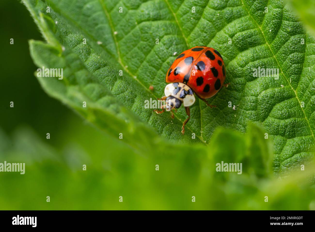 Marienkäfer mit sieben Flecken, Coccinella septempunctata, Coleoptera Coccinellidae auf einem grünen Blatt im Wald aus nächster Nähe. Stockfoto