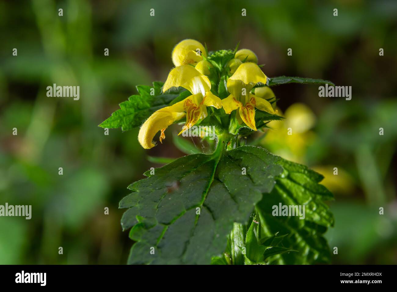 Gelbes Erzengel, Galeobdolon luteum oder Lamium galeobdolon, Einzelheiten der Blütenbildung. Stockfoto