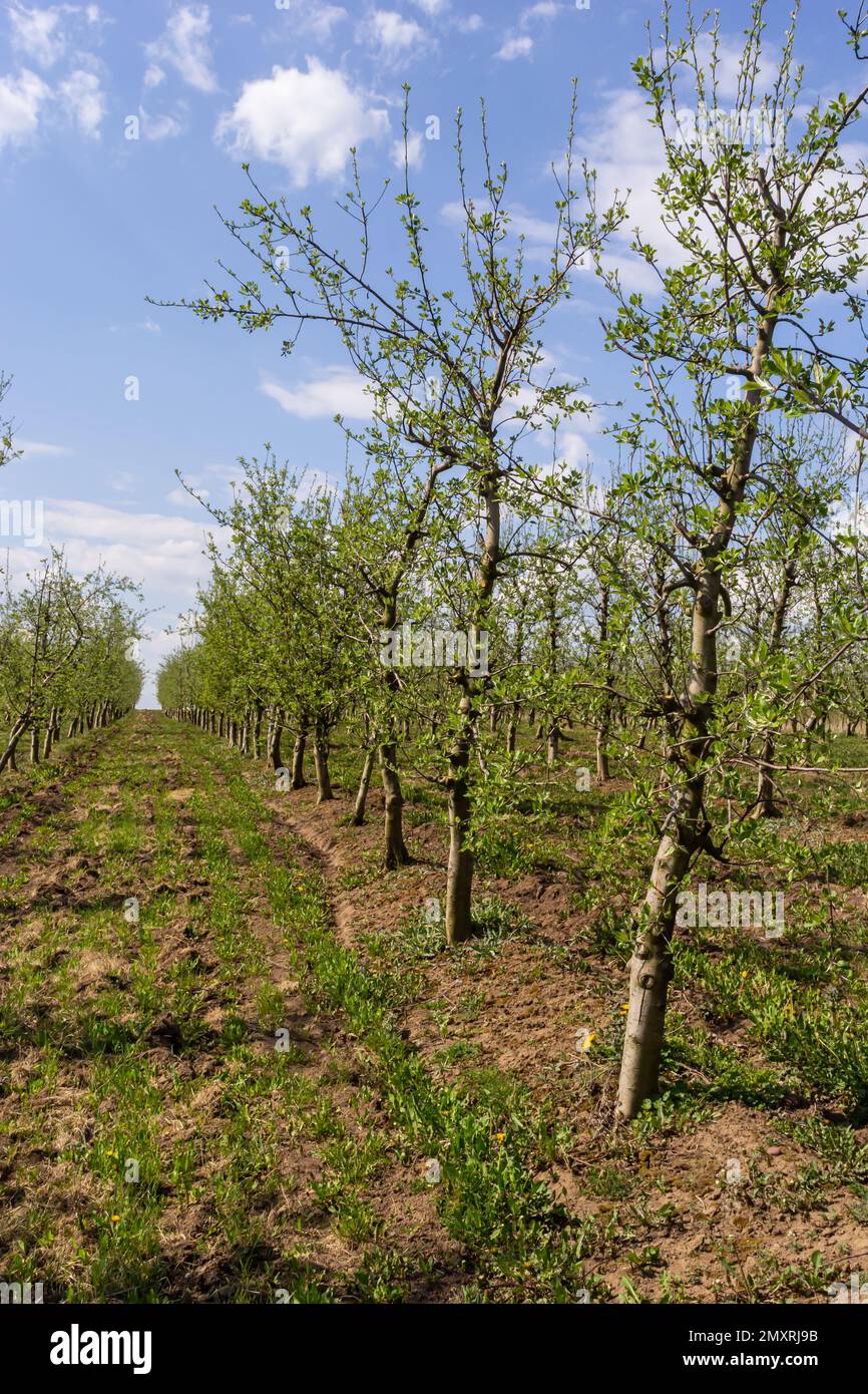 Obstbäume in einer Reihe auf dem Bauernhof gepflanzt. Landwirtschaftliche Arbeiten im Frühjahr. Apfelplantage. Furchen auf dem Boden. Felder für verschiedene Feldfrüchte. Agricultur Stockfoto