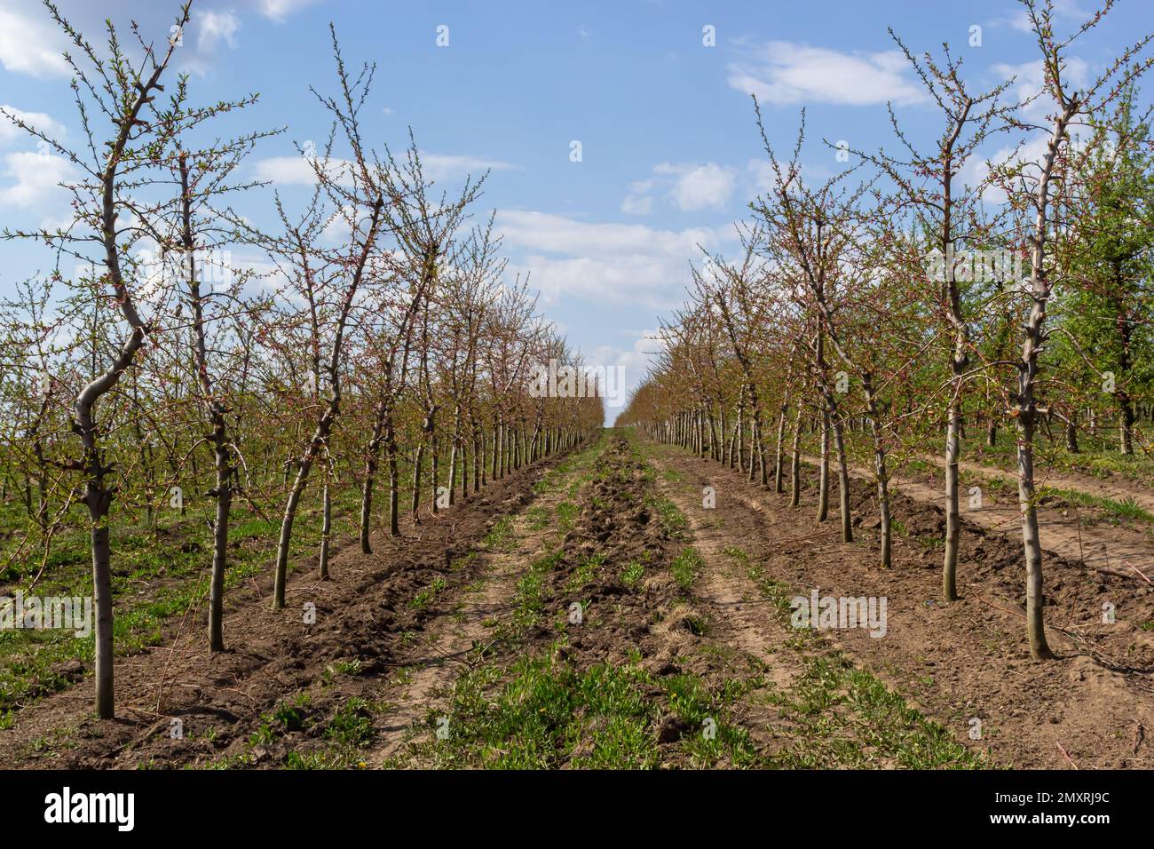 Obstbäume in einer Reihe auf dem Bauernhof gepflanzt. Landwirtschaftliche Arbeiten im Frühjahr. Apfelplantage. Furchen auf dem Boden. Felder für verschiedene Feldfrüchte. Agricultur Stockfoto