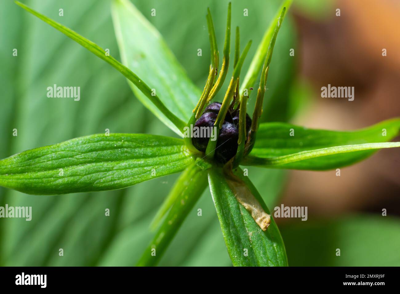 Das giftige Pflanzenkraut Paris Quadrifolia blüht im Frühling im Freien. Stockfoto