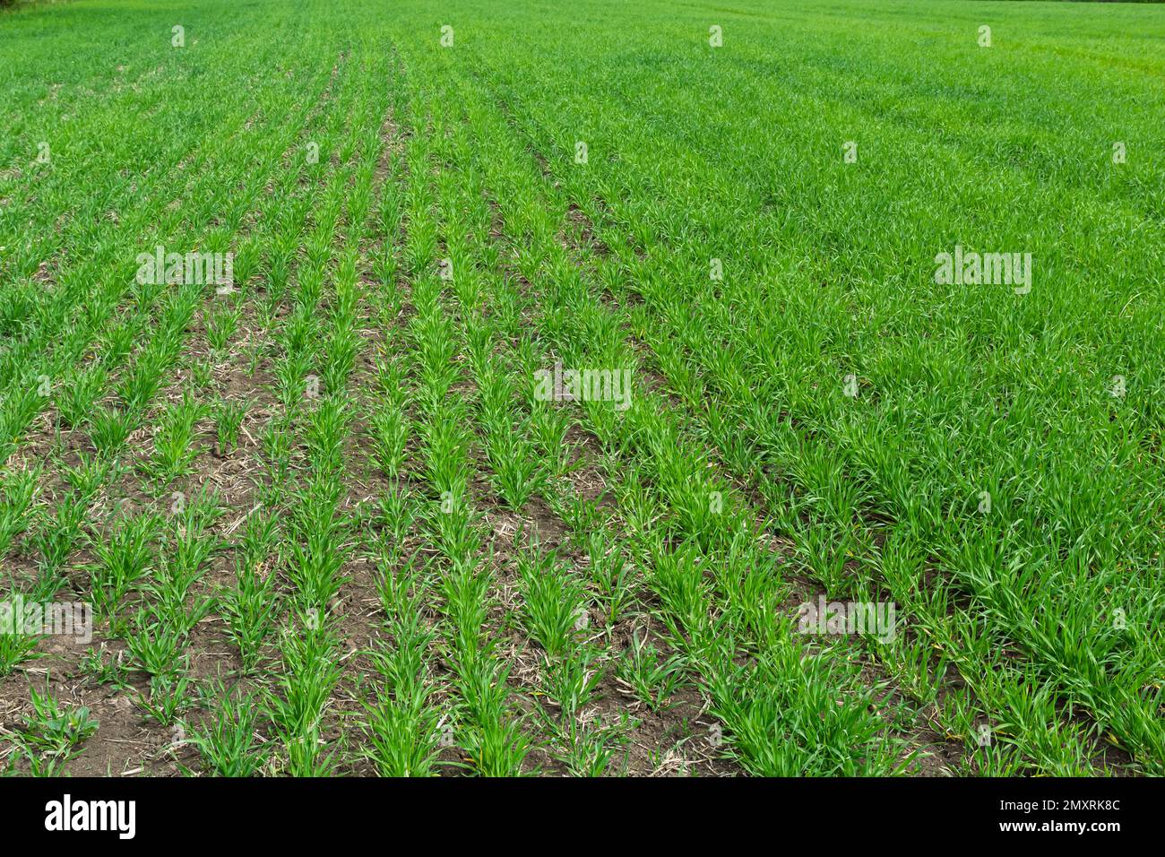 Junge Weizen Sämlinge wachsen in einem Boden. Landwirtschaft und Agronomie Thema. Organische Nahrung produzieren auf dem Feld. Natürliche Hintergrund. Stockfoto