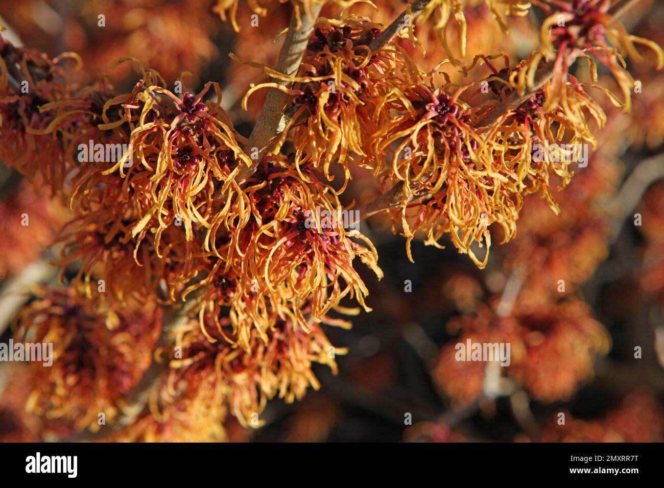 Hexe Hazel Robert in Blume. Stockfoto