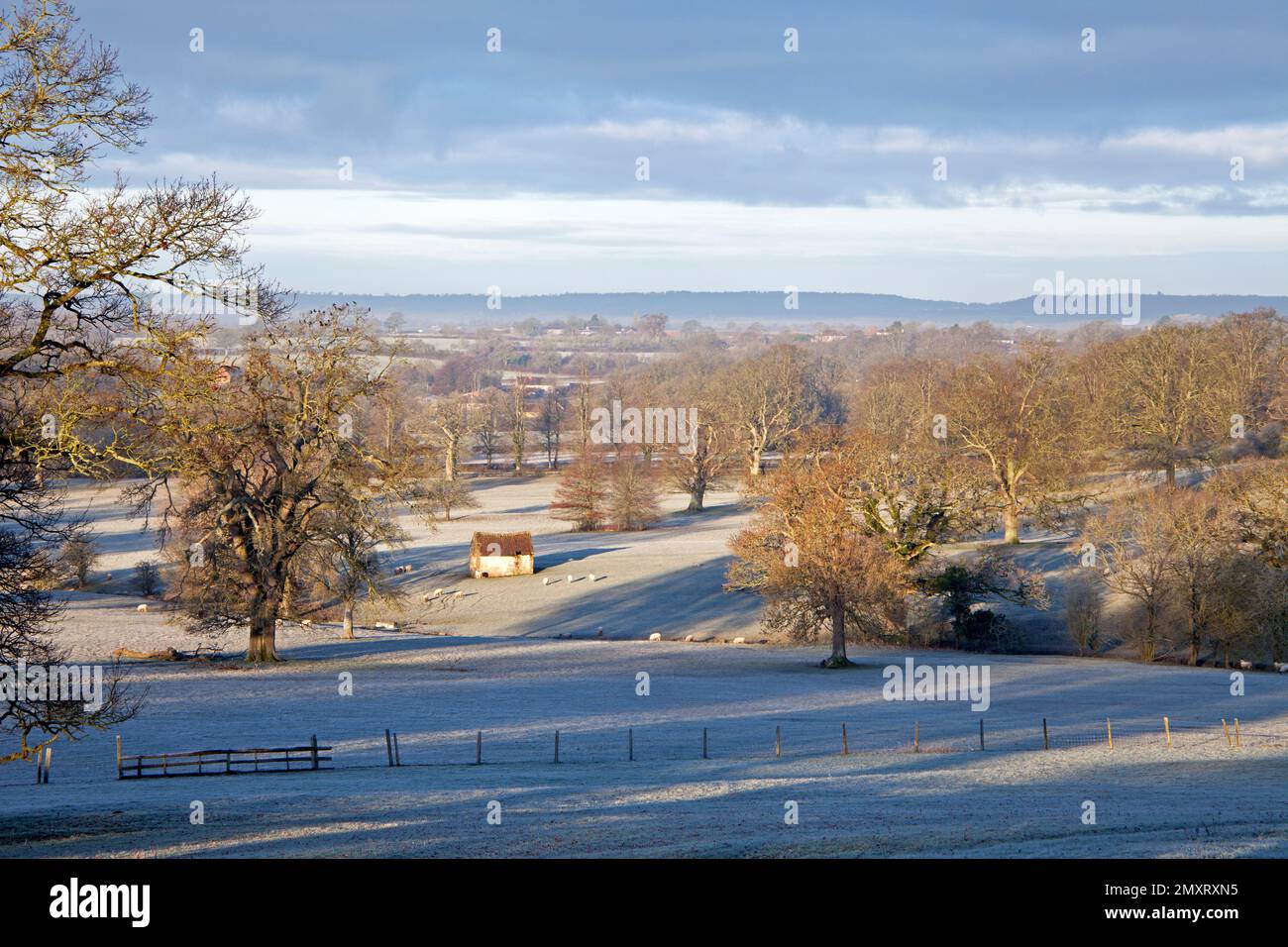 Eisige Felder und Eichen in der Nähe des Dorfes Semley in Wiltshire. Stockfoto