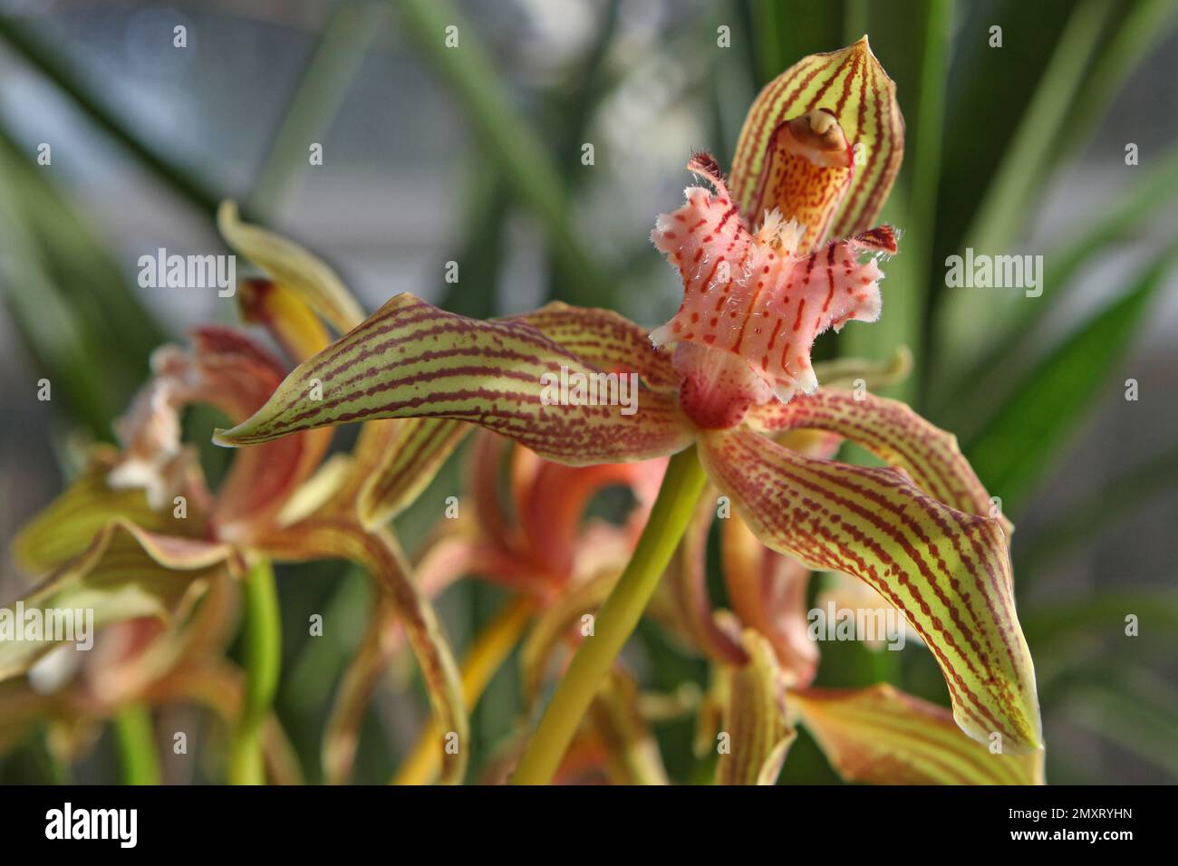 Cymbidium Orchidee, tracyanum stourbridge in Blüte. Stockfoto