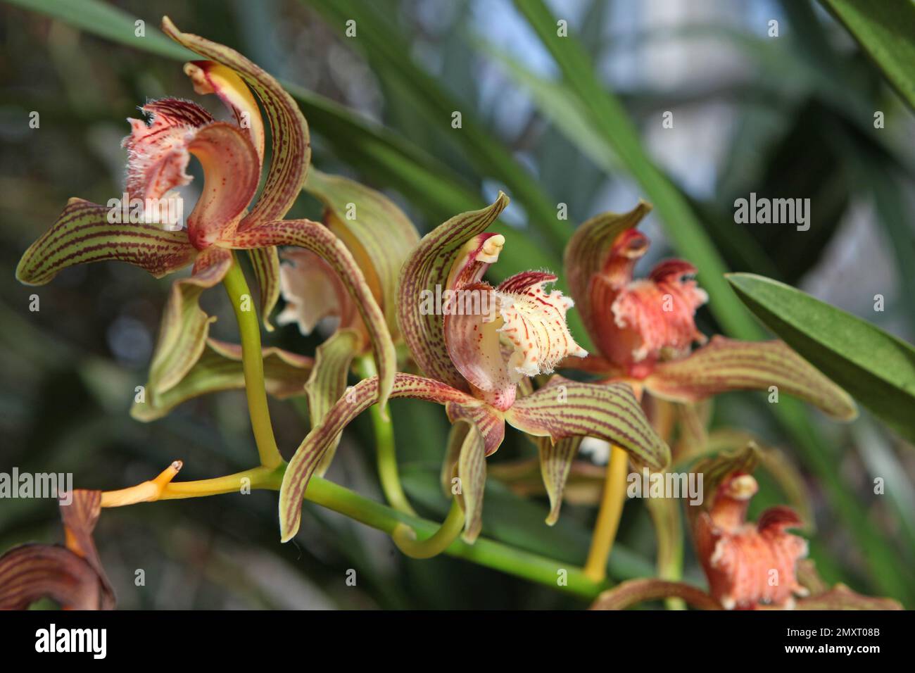 Cymbidium Orchidee, tracyanum stourbridge in Blüte. Stockfoto