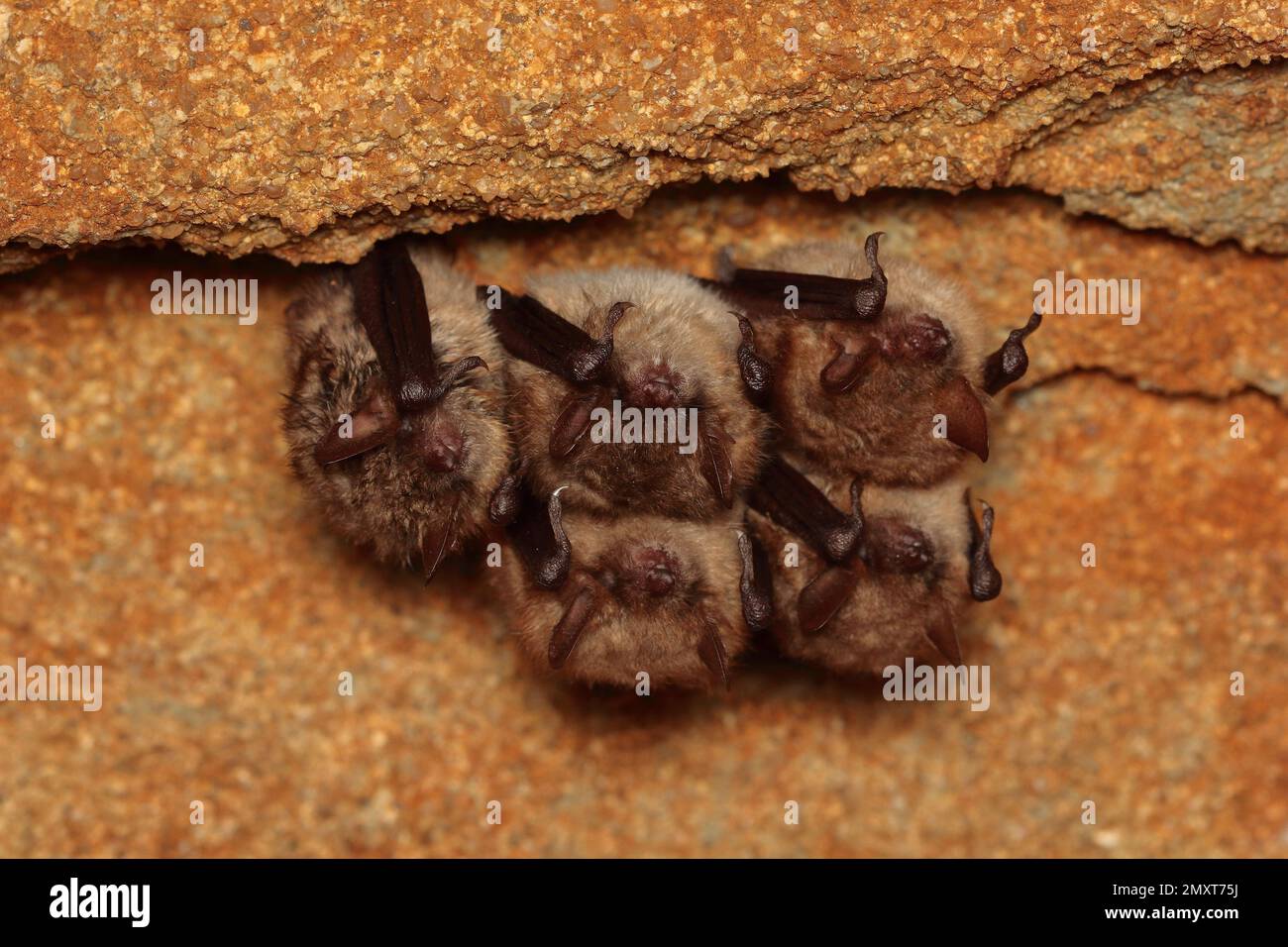 Geoffroys Fledermaus (Myotis emarginatus) überwintern im Weinkeller Stockfoto