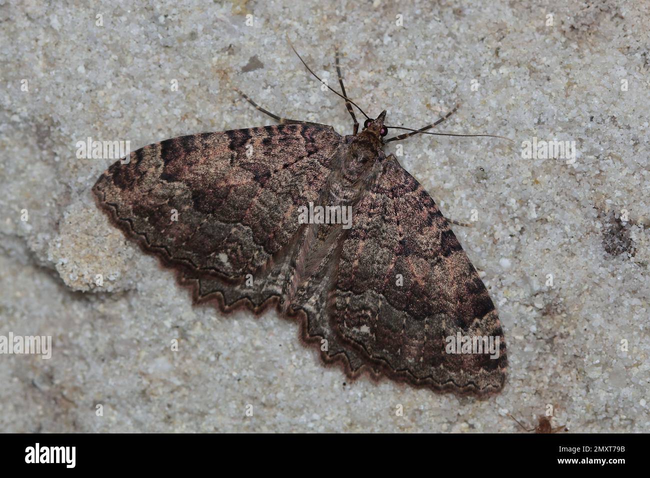 Die Gewebemotte (Triphosa dubitata) an der Kellerwand Stockfoto