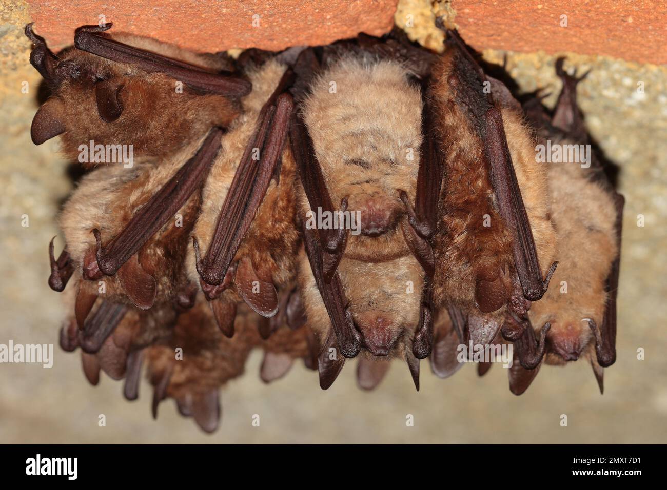 Geoffroys Fledermaus (Myotis emarginatus) überwintern im Weinkeller Stockfoto