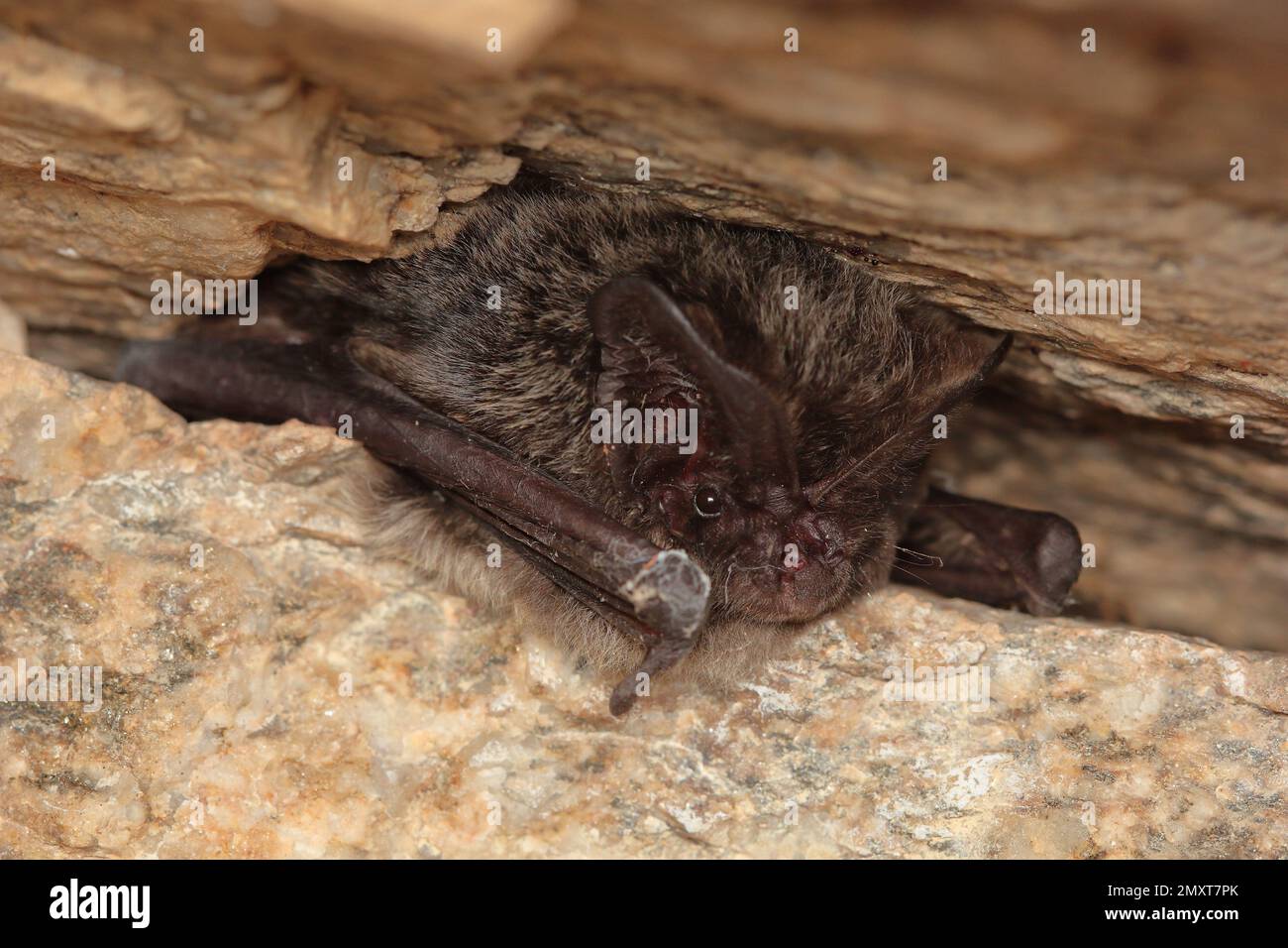 Die westliche Barbastelle, Barbastelle oder Barbastelle Fledermaus (Barbastella Barbastellus) Winterschlaf Fledermaus in Wänden Loch Stockfoto