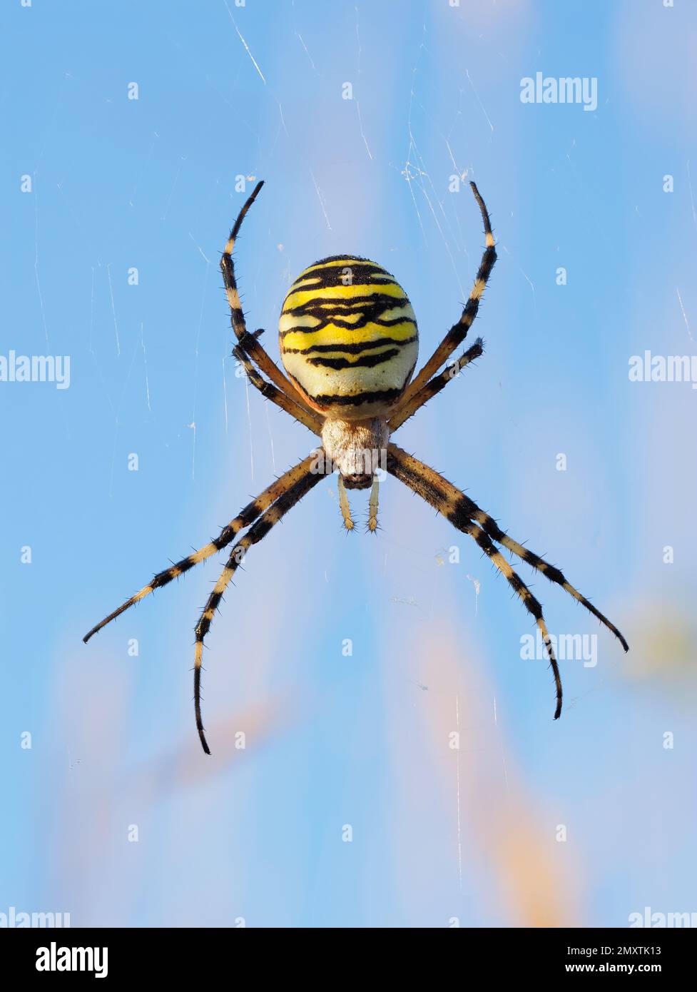 Eine Erwachsene weibliche Wespenspinne, die über dem Nabel ihres Netzes positioniert ist. Stockfoto