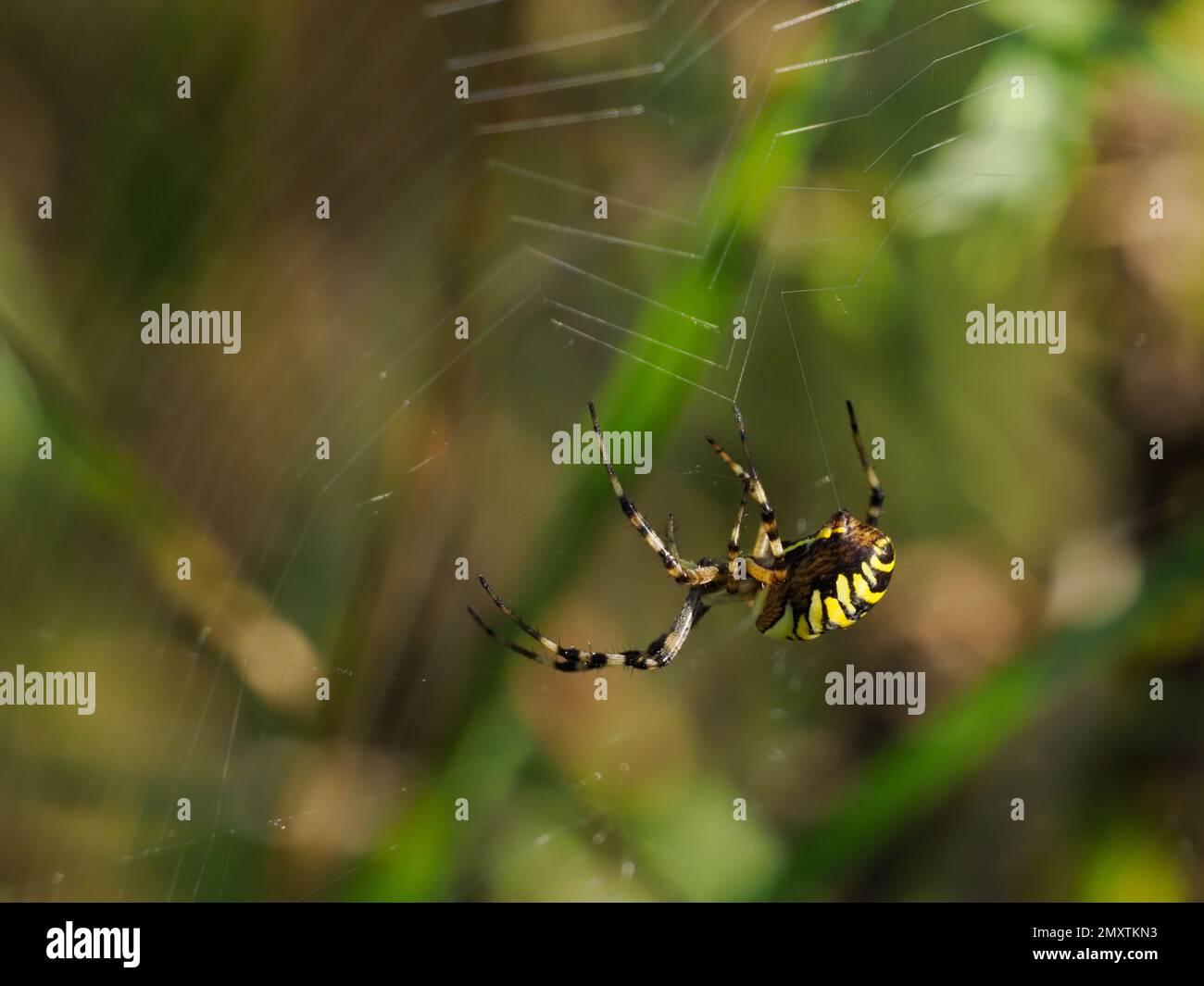 Eine weibliche Wespenspinne, die ihr Netz dreht. Stockfoto