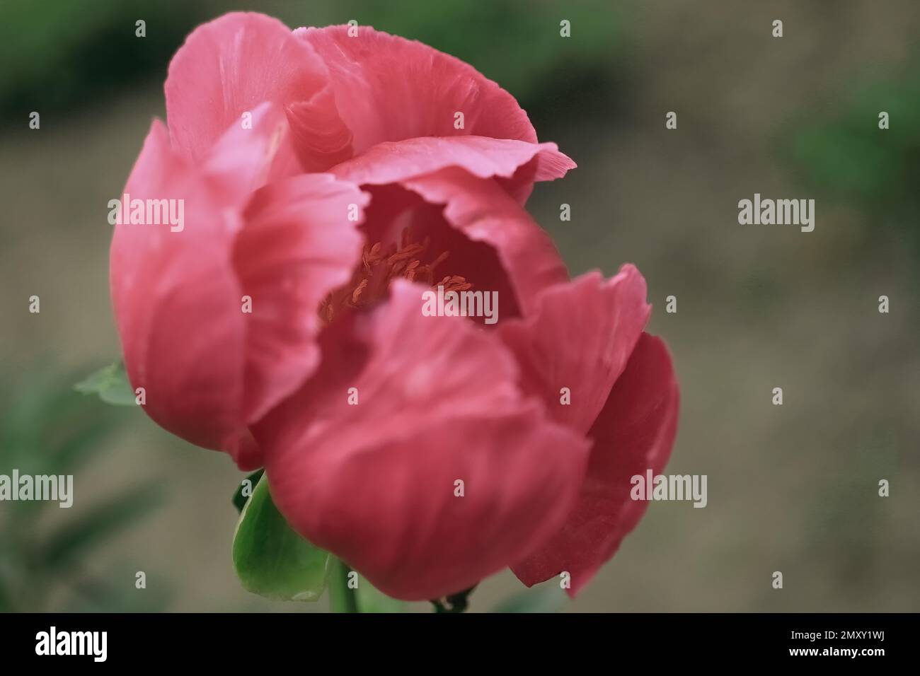 Die wunderschöne Nahaufnahme einer hübschen pinkfarbenen Pfingstrose im Frühlingsgarten im Anderson Iris Garden in Forest Lake, Minnesota. Stockfoto