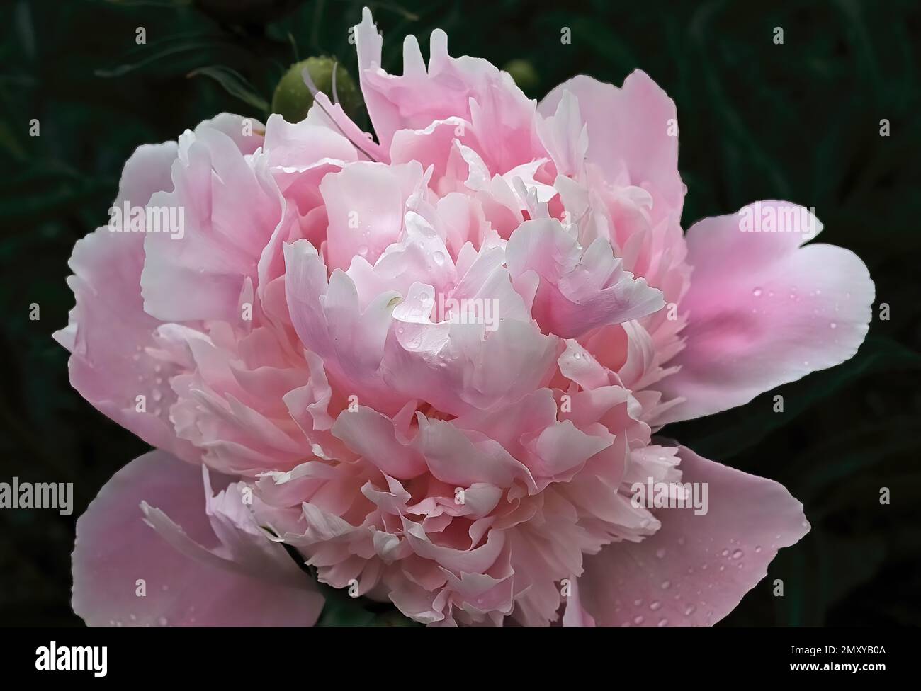 An einem Frühlingsnachmittag in den Anderson Iris Gardens in Forest Lake, Minnesota, in einem blühenden Garten eine hübsche rosa Pfingstrose. Stockfoto