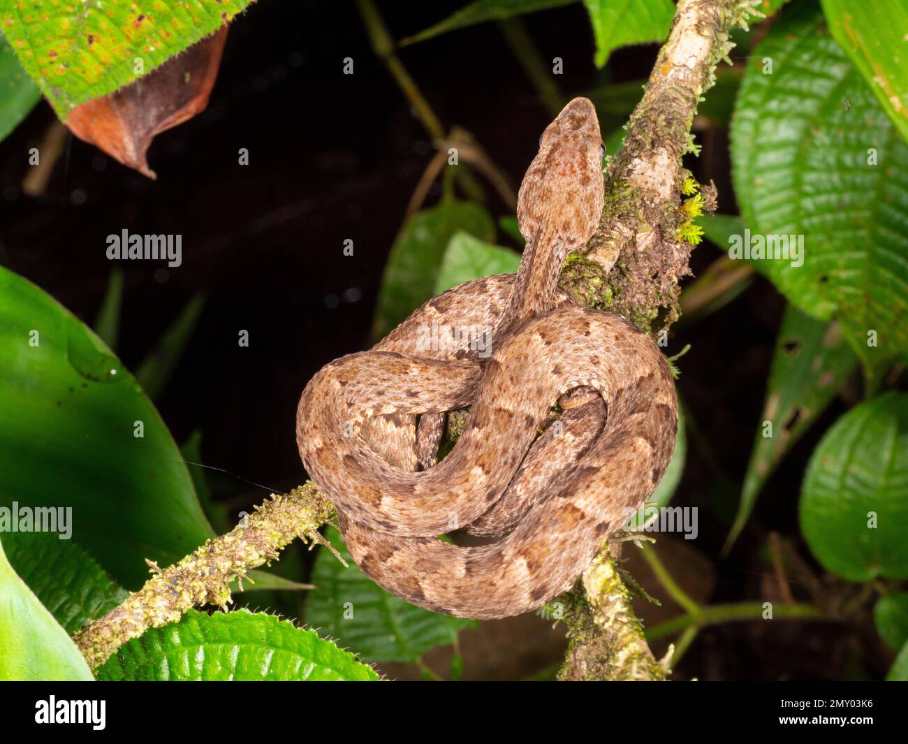 Eine juvenile, giftige Viper Fer de Lance (Bothrops atrox), die auf einem Ast im ecuadorianischen Amazonas gewickelt ist. Stockfoto