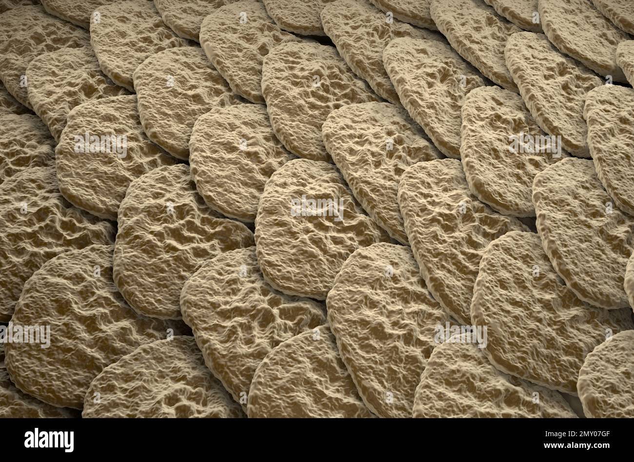 Oberfläche der gesunden menschlichen Haut (Epidermis) – isometrische Ansicht 3D Abbildung Stockfoto