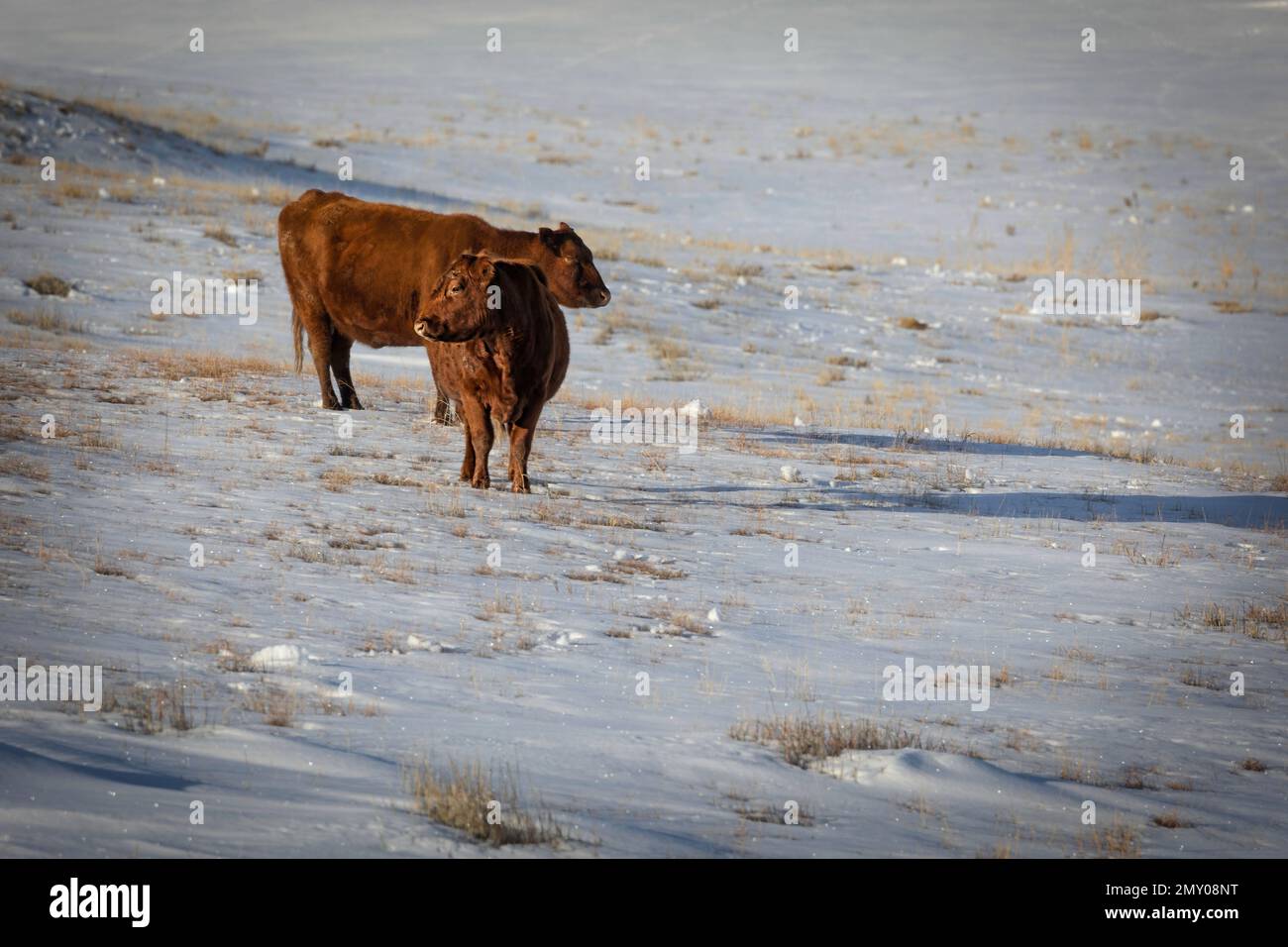 Zwei Kühe stehen auf einem schneebedeckten Feld an einem Januartag in der Nähe von Last Chance, Colorado. Stockfoto