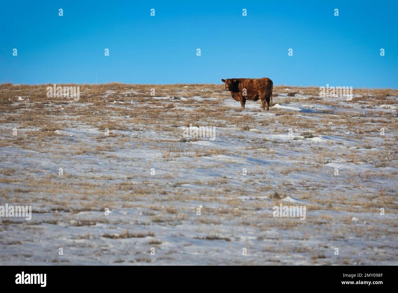 Eine Kuh steht auf einem schneebedeckten Hügel an einem Januartag in der Nähe von Last Chance, Colorado. Stockfoto