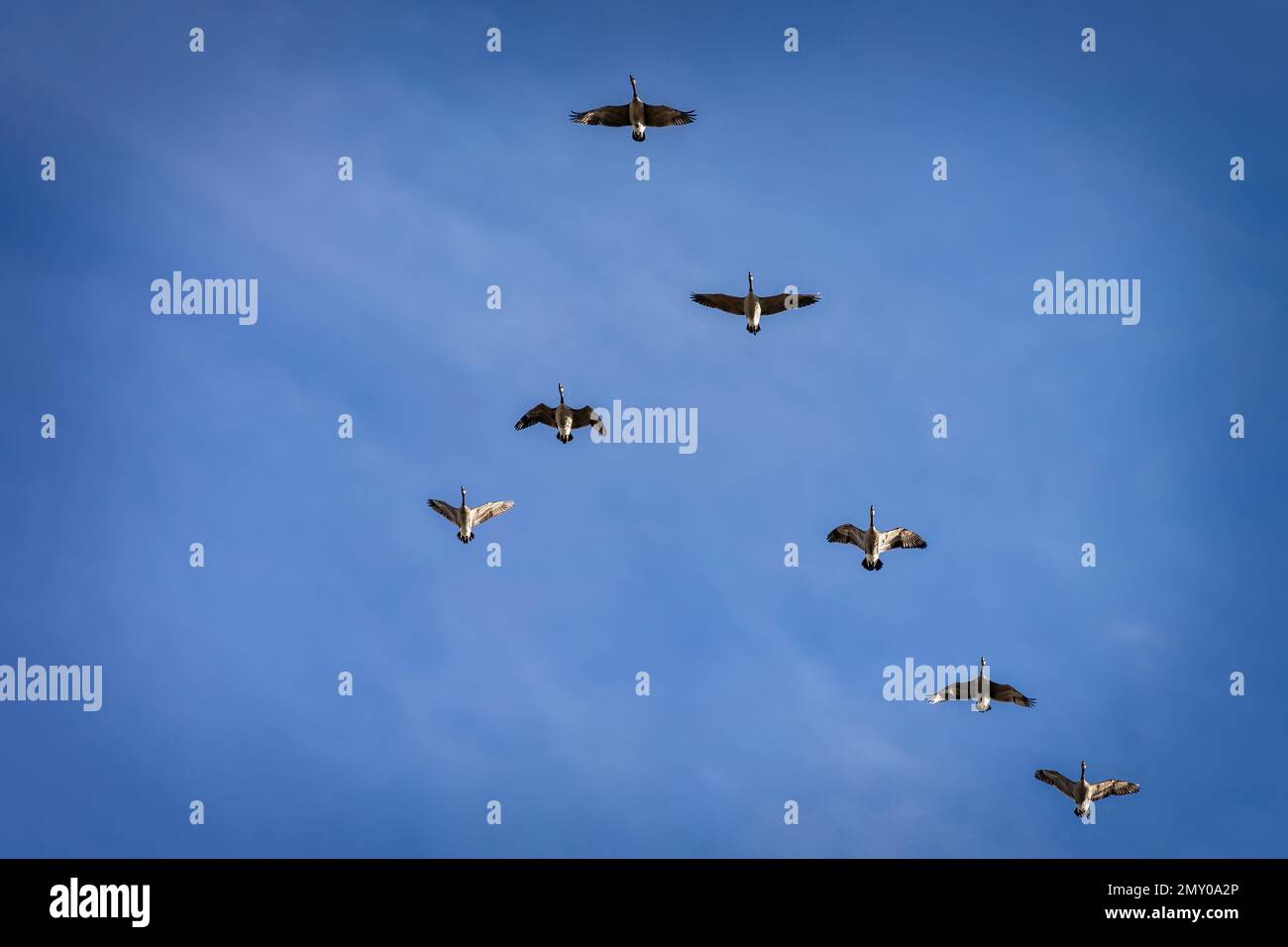 Eine Herde kanadischer Gänse, die in Formation über Manitowoc, Wisconsin, fliegen. Stockfoto