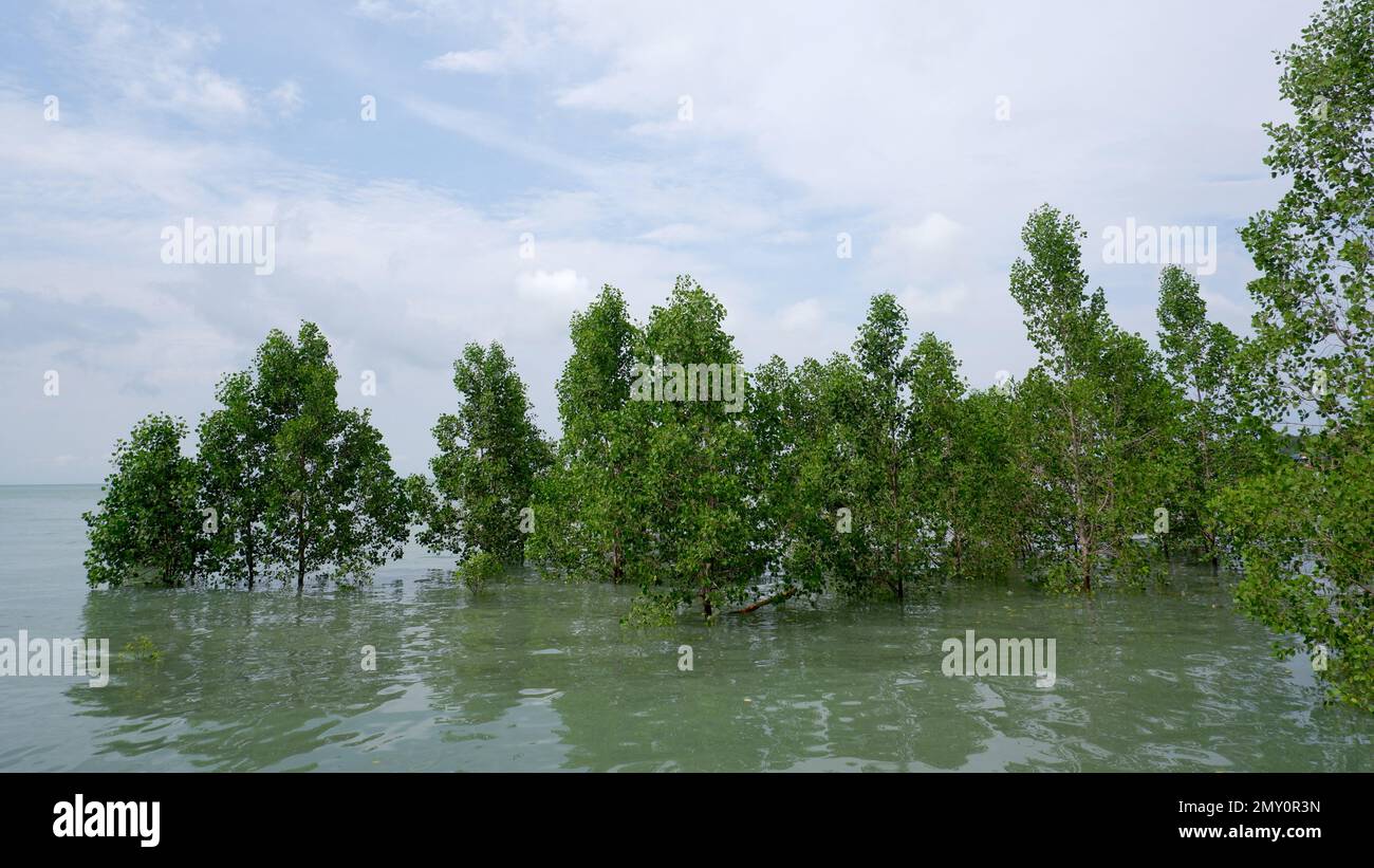 Avicennia Marina Tree Habitat, das von Flut überflutet wird, in Belo Laut Village am Morgen mit einem hellen bewölkten blauen Himmel Stockfoto