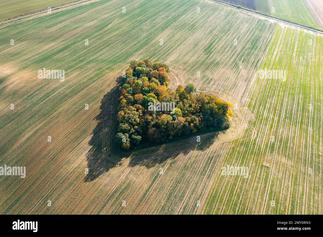 Mitten in der Natur, Luftaufnahme des herbstlichen herzförmigen Waldes zwischen landwirtschaftlichen Feldern Stockfoto