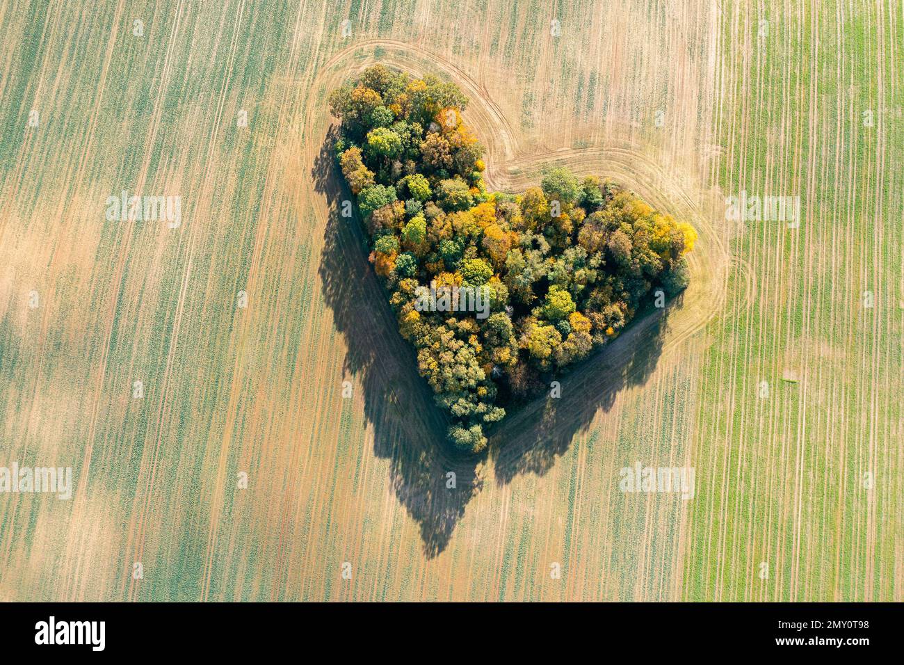 Mitten in der Natur, Luftaufnahme des herbstlichen herzförmigen Waldes zwischen landwirtschaftlichen Feldern Stockfoto