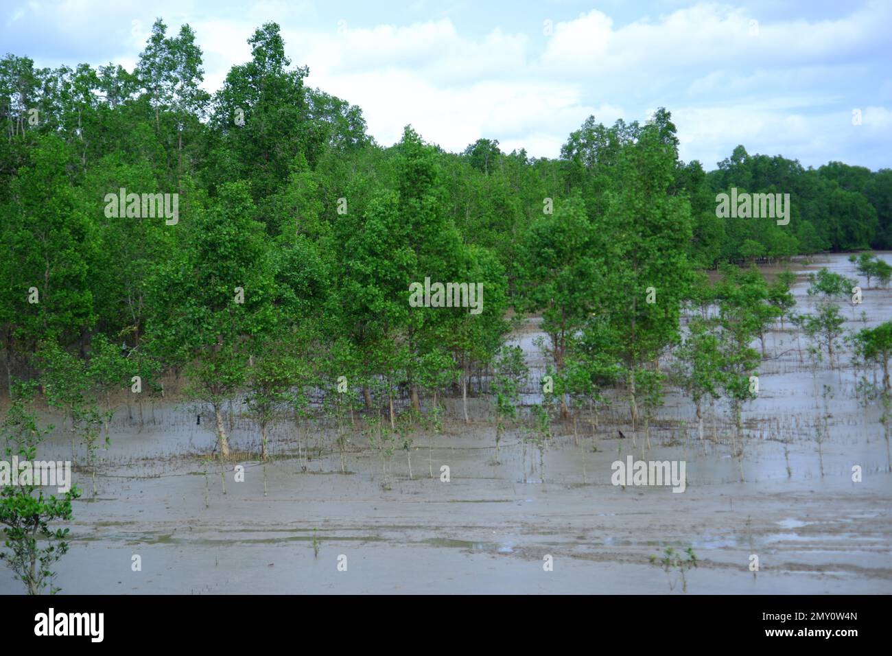 Avicennia Marina Waldhabitat, das auf der schlammigen Oberfläche des Meeres wächst, im Dorf Belo Laut während des Tages Stockfoto