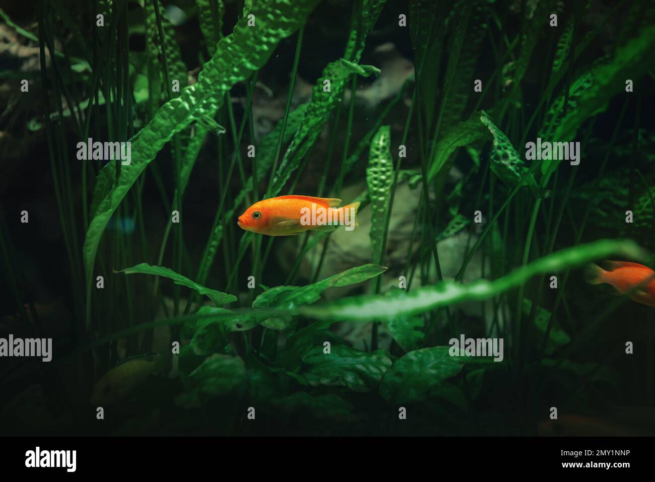 Wunderschöner Goldfisch (Carassius auratus) auf grünem Hintergrund Stockfoto
