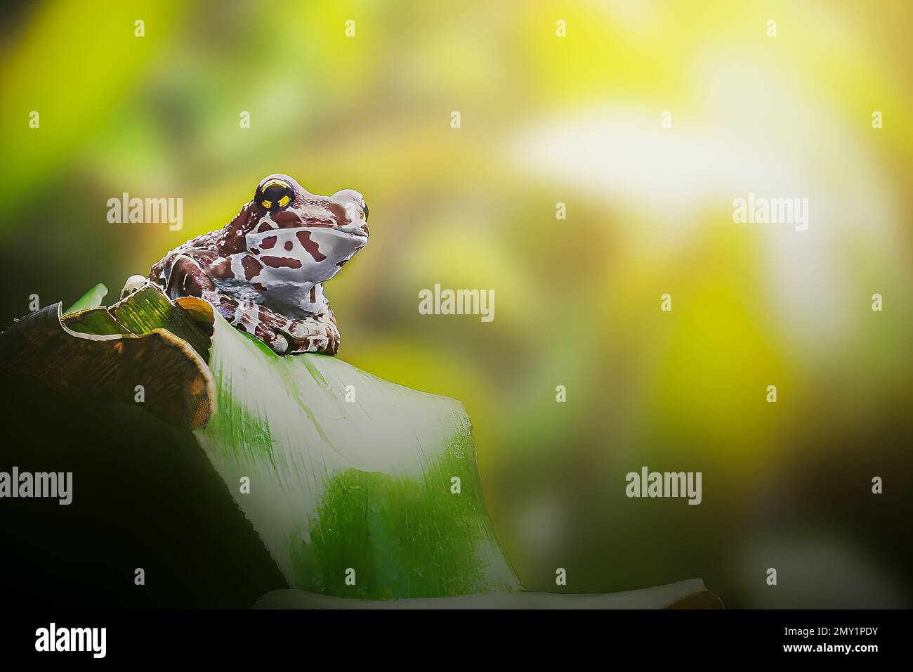 Amazon Milch Frosch (Trachycephalus Resinifictrix) Stockfoto