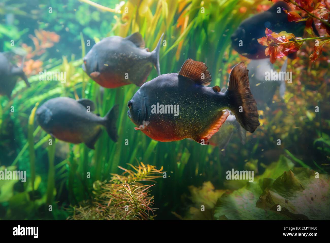 Rotbauch-Piranhas (Pygocentrus nattereri) Stockfoto