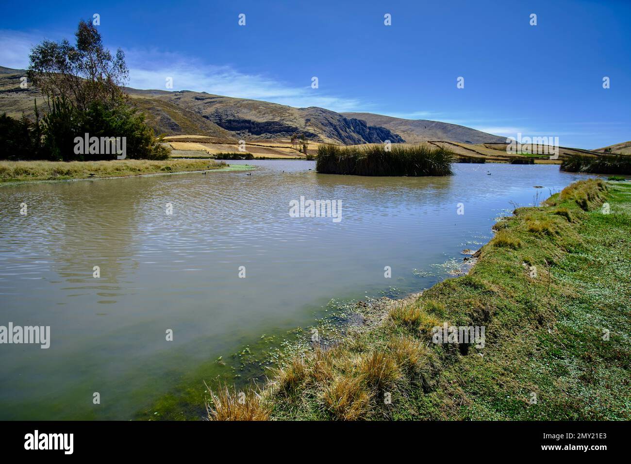 Ruhige hohe Andenlagune während Sonnenaufgang an einem sonnigen Tag, mit üppiger einheimischer Vegetation und wenig menschlicher Störung. Stockfoto