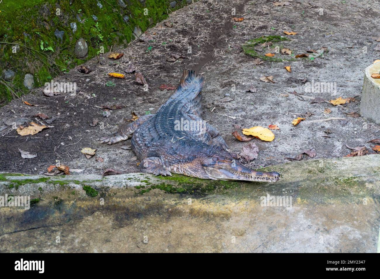 Ein Foto eines kleinen Schnabelkrokodils in einem Käfig innerhalb eines Zoos, das die Folgen der in Gefangenschaft lebenden Tiere und die Bedeutung des Erhalts der Endgültigkeit zeigt Stockfoto