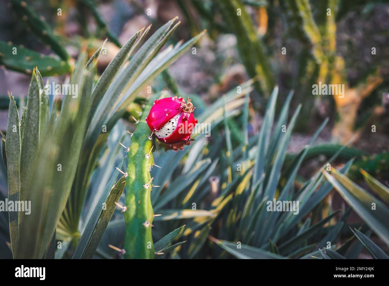 Rosafarbene Kaktusfrucht ähnlich Pitaya Stockfoto