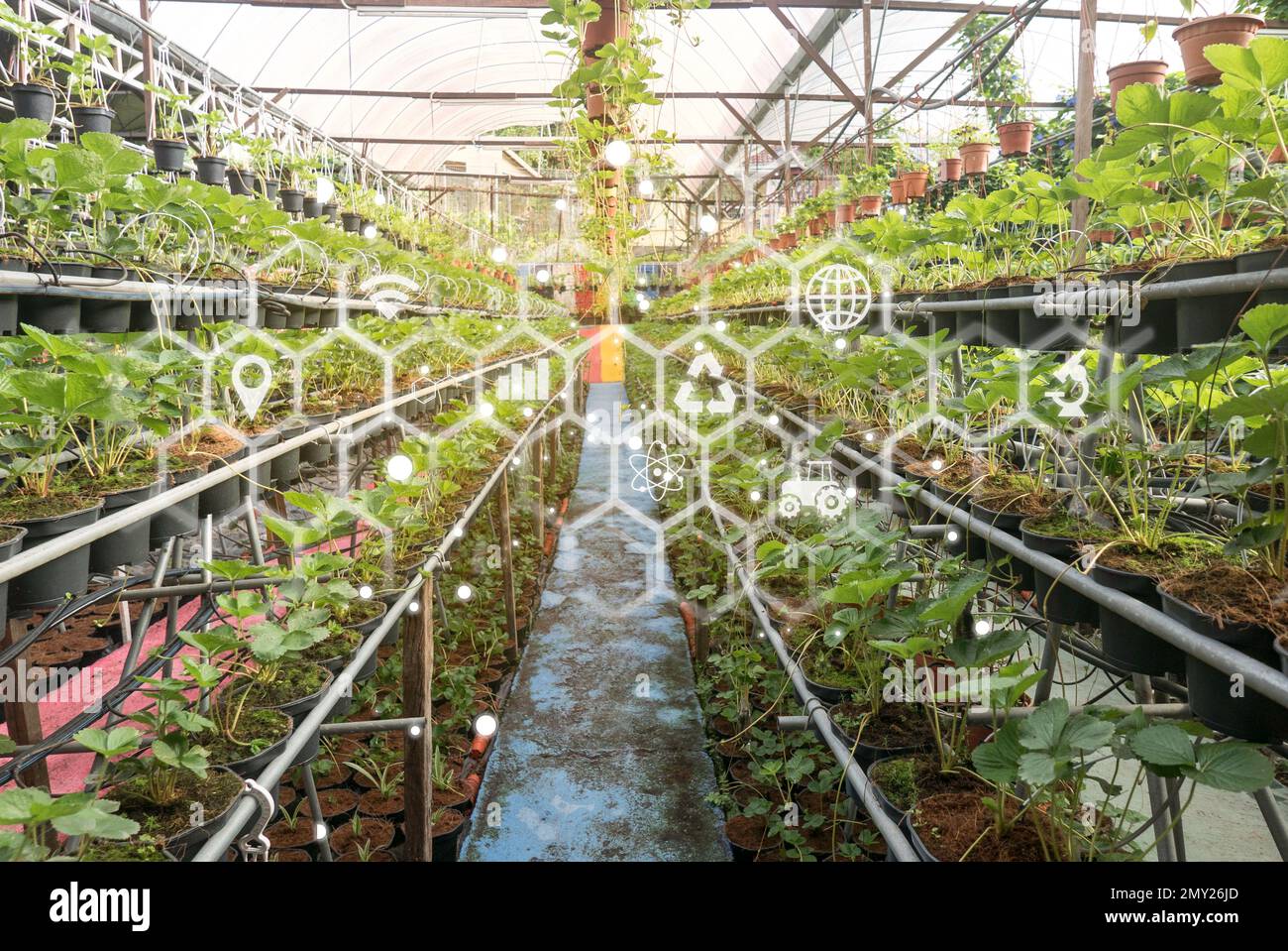 Intelligente Landwirtschaft mit Technologie für den landwirtschaftlichen Betrieb und einem Symbol für Pflanzen und virtuelle Elemente im Hintergrund. Stockfoto