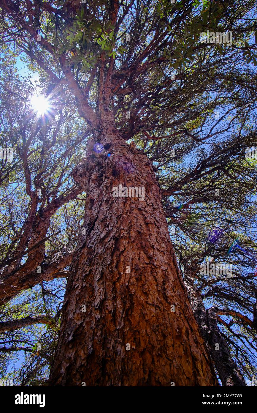 Der Papierbaum (Polylepis incana), wunderschöne Details des einheimischen Waldes in den peruanischen Anden, zeigt seltsame Details seiner Wachstumsweise. Stockfoto
