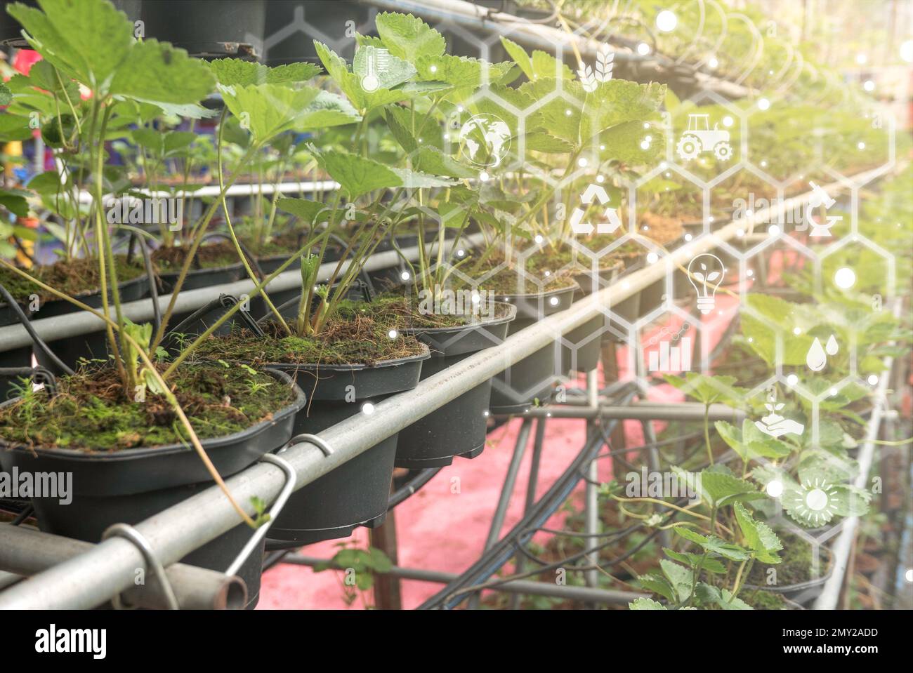 Pflanzlicher Hintergrund mit biochemischer Struktur. Naturwissenschaftliches Konzept mit virtuellem Symbol im Hintergrund. Stockfoto