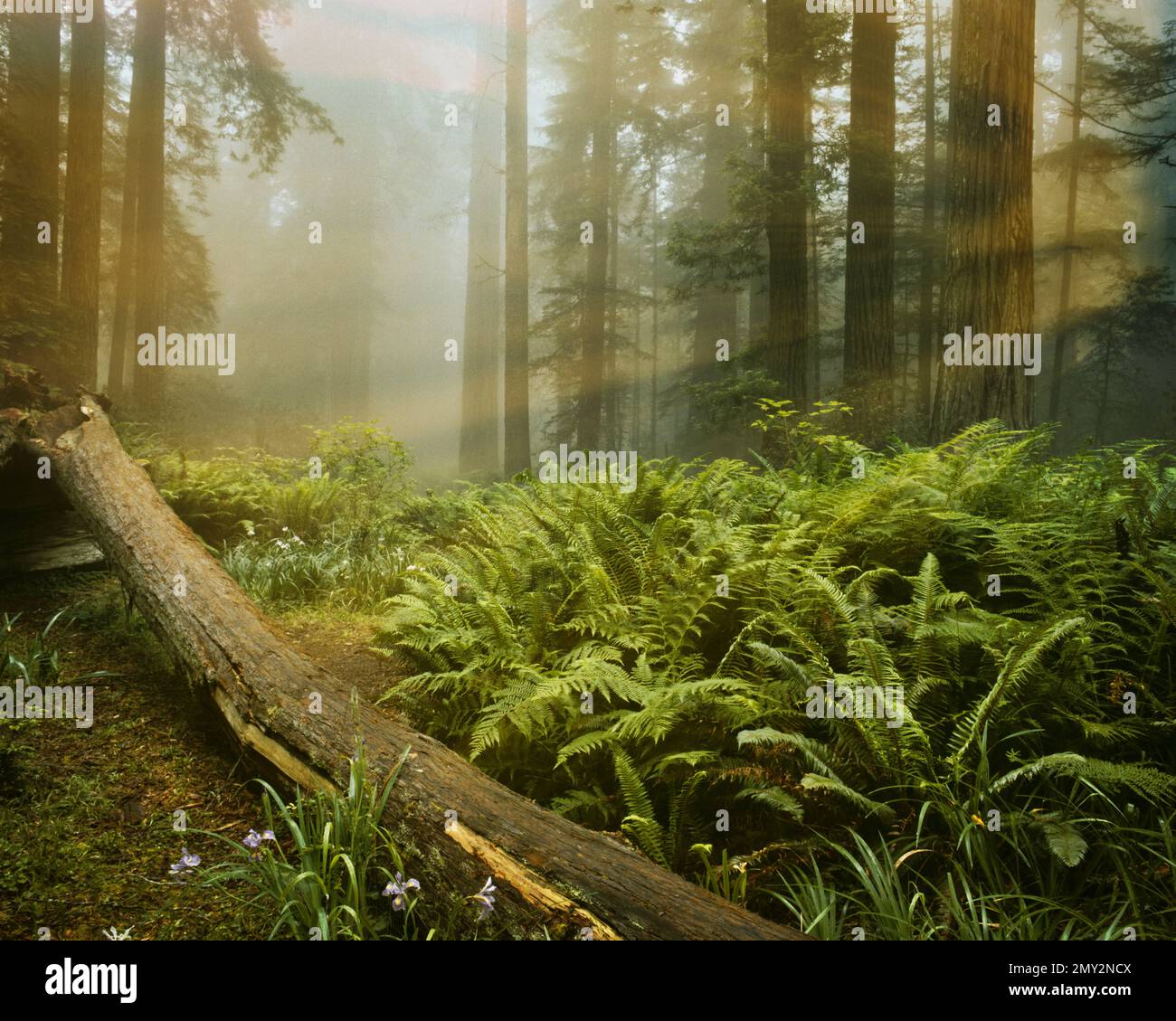USA - Kalifornien: Redwood-Nationalpark Stockfoto