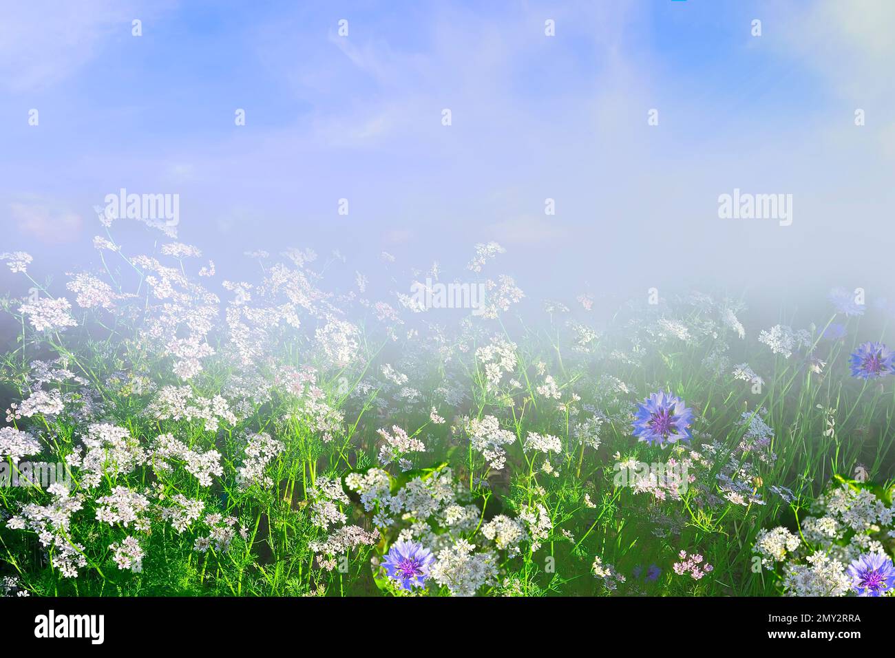 Im Sommer verwischte Landschaft - Nebel erhebt sich über blühenden Wiesen mit winzigen weißen Blumen und blauen Maisblumen. Frische am Morgen und herrliche Schönheit von s. Stockfoto