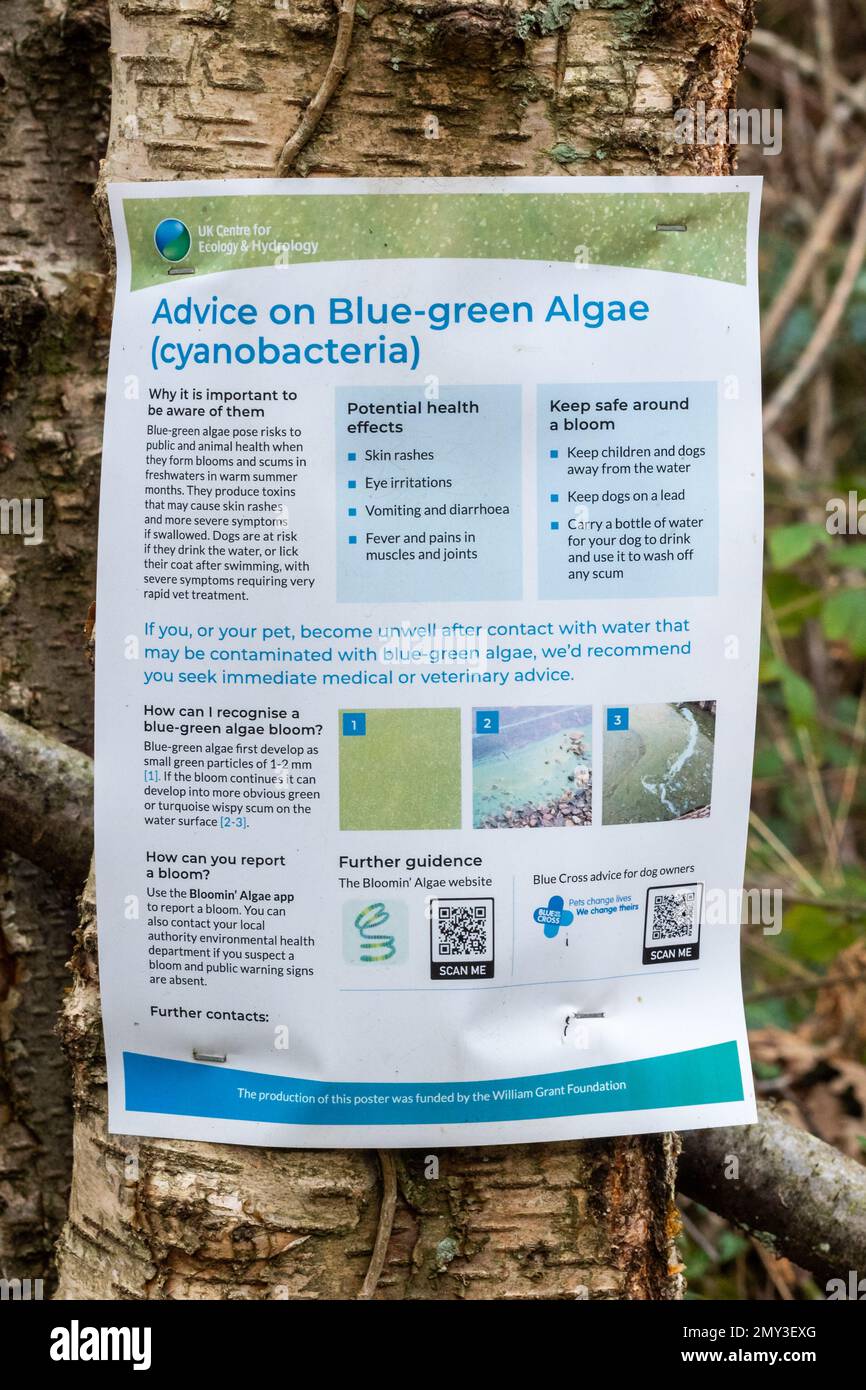 Hinweis mit Ratschlägen zu Blaualgen (Cyanobakterien), die ein Risiko für die Gesundheit von Mensch und Tier darstellen, England, Vereinigtes Königreich Stockfoto