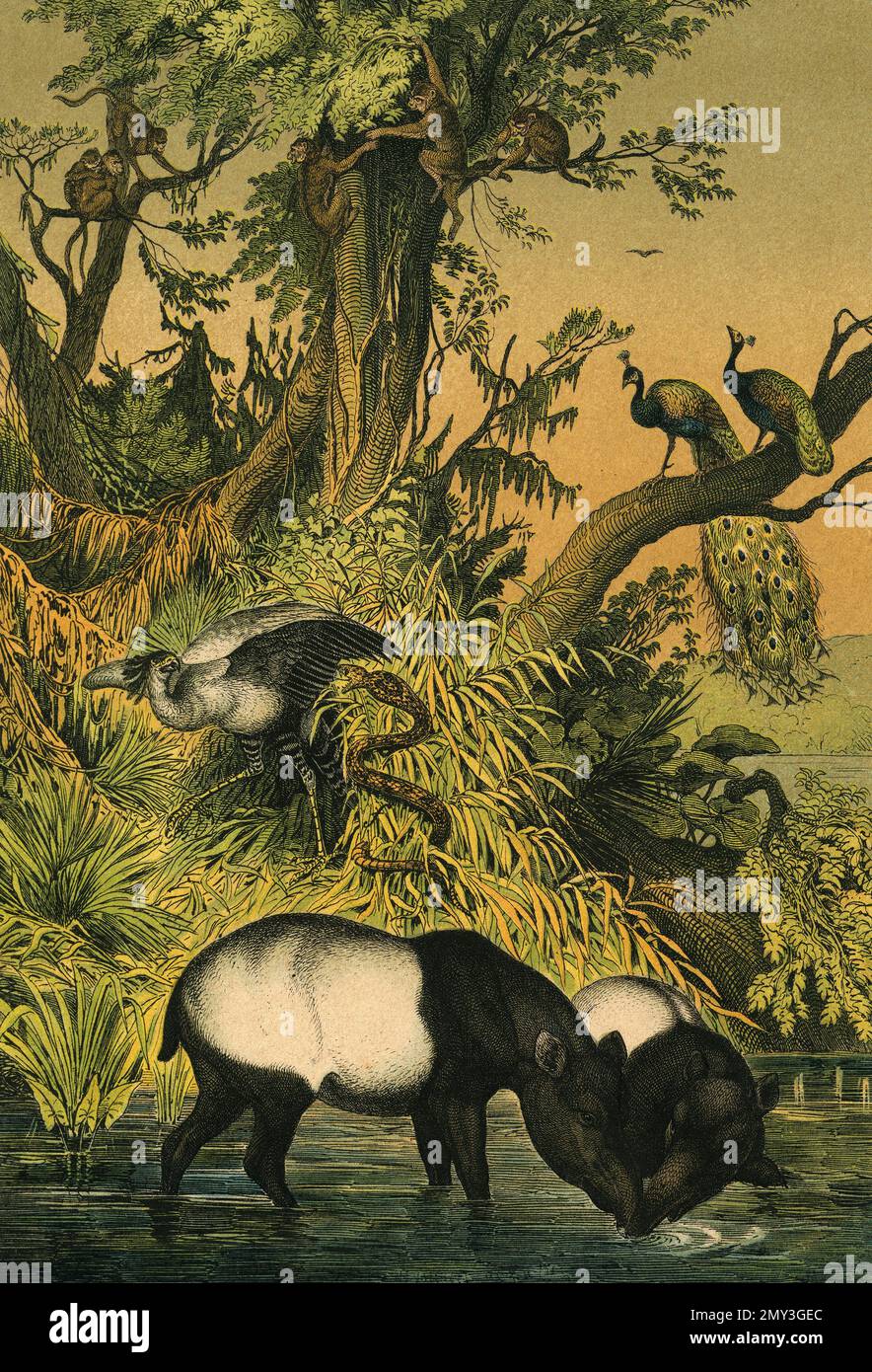 Tierwelt in Südasien: Tapir, Bhunder, Kapuzenapfel, Erbhuhn, Naja-Schlange und Sekretär-Vogel, Farbdarstellung, das lehrreiche Bilderbuch von Adam White, 1868 Stockfoto